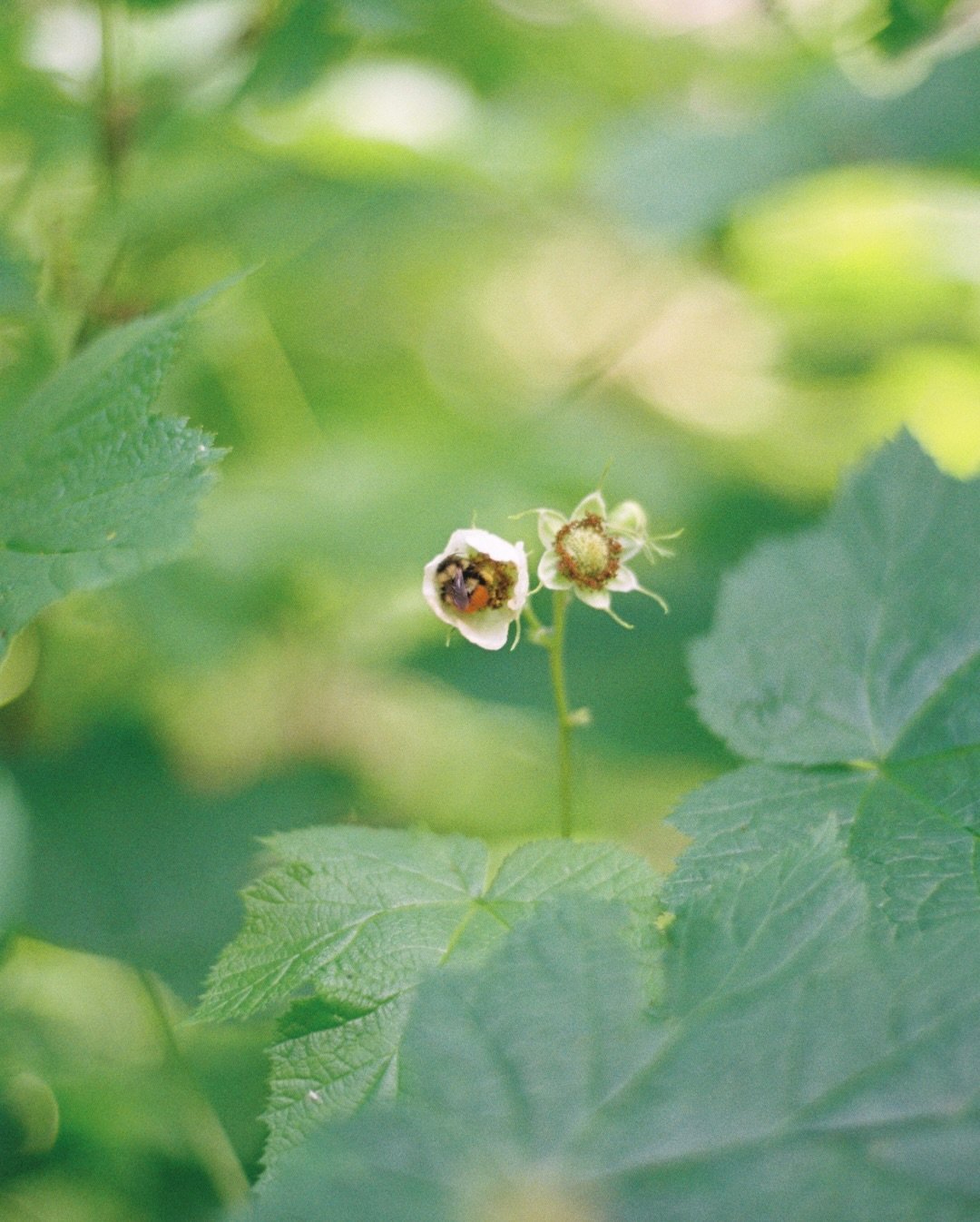stills from a summer at home
