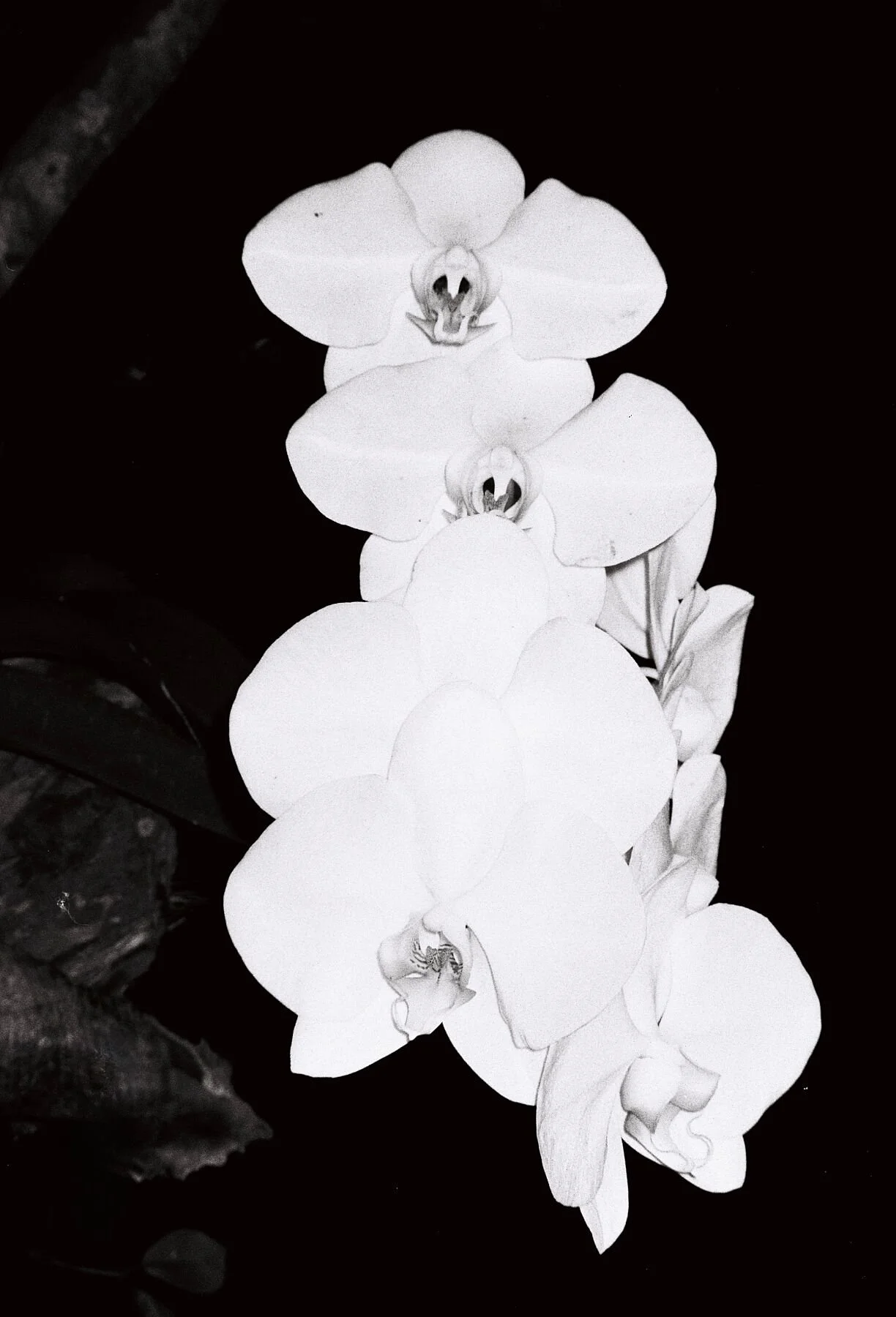 White Orchid BW Analog Print