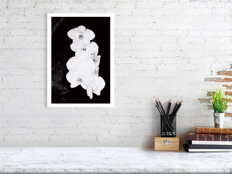 White Orchid BW Analog Print