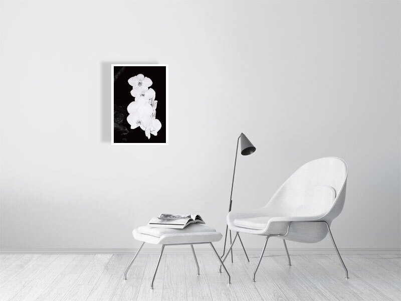 White Orchid BW Analog Print