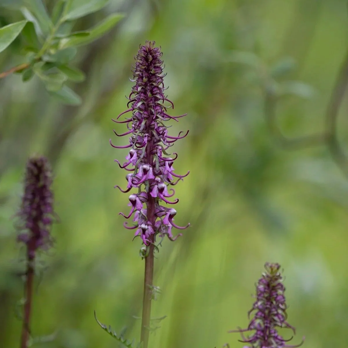 A close-up of a tall, purple wildflower with small, curly petals, set against a blurred green background of foliage.