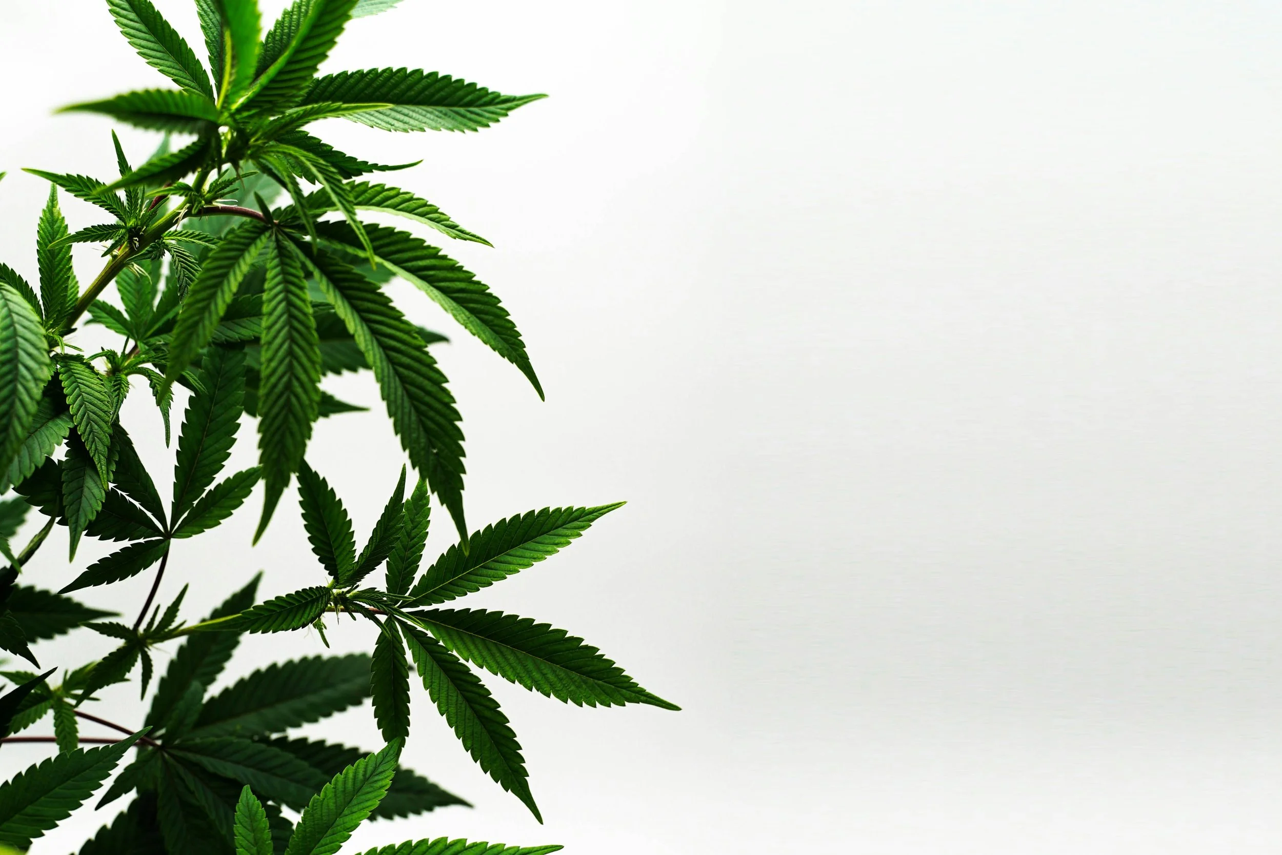 Close-up of green cannabis leaves against a white background.