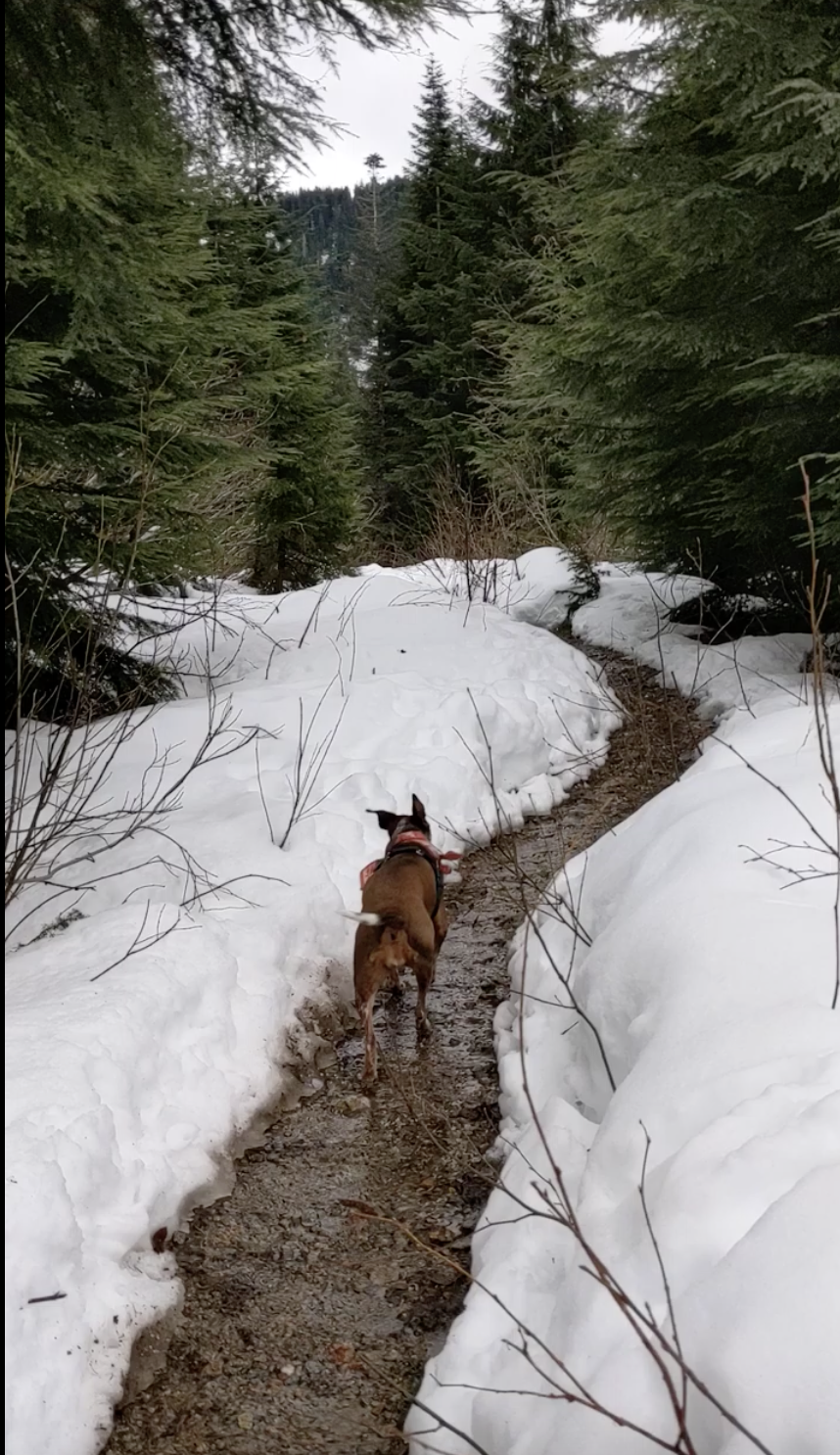 Winter Somatic Reflections of the Earth Body: The shape of our next becoming