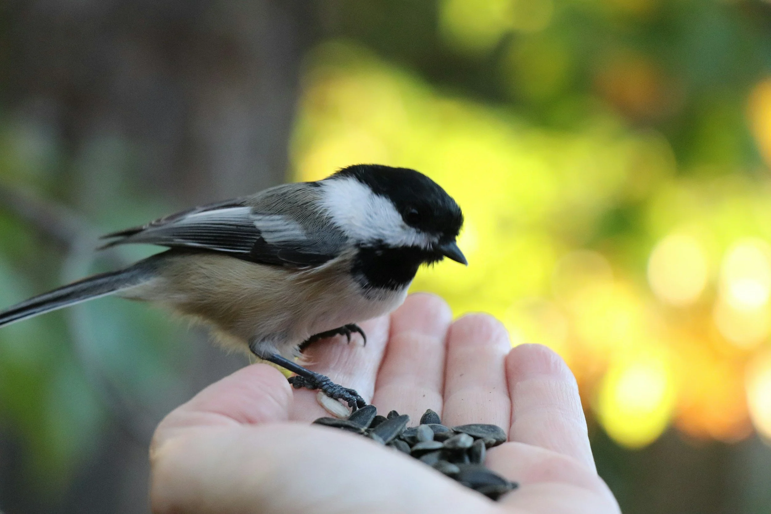 A small bird with black, white, and beige feathers perched on a person's hand, which holds sunflower seeds, outdoors with a blurred green and yellow background.
