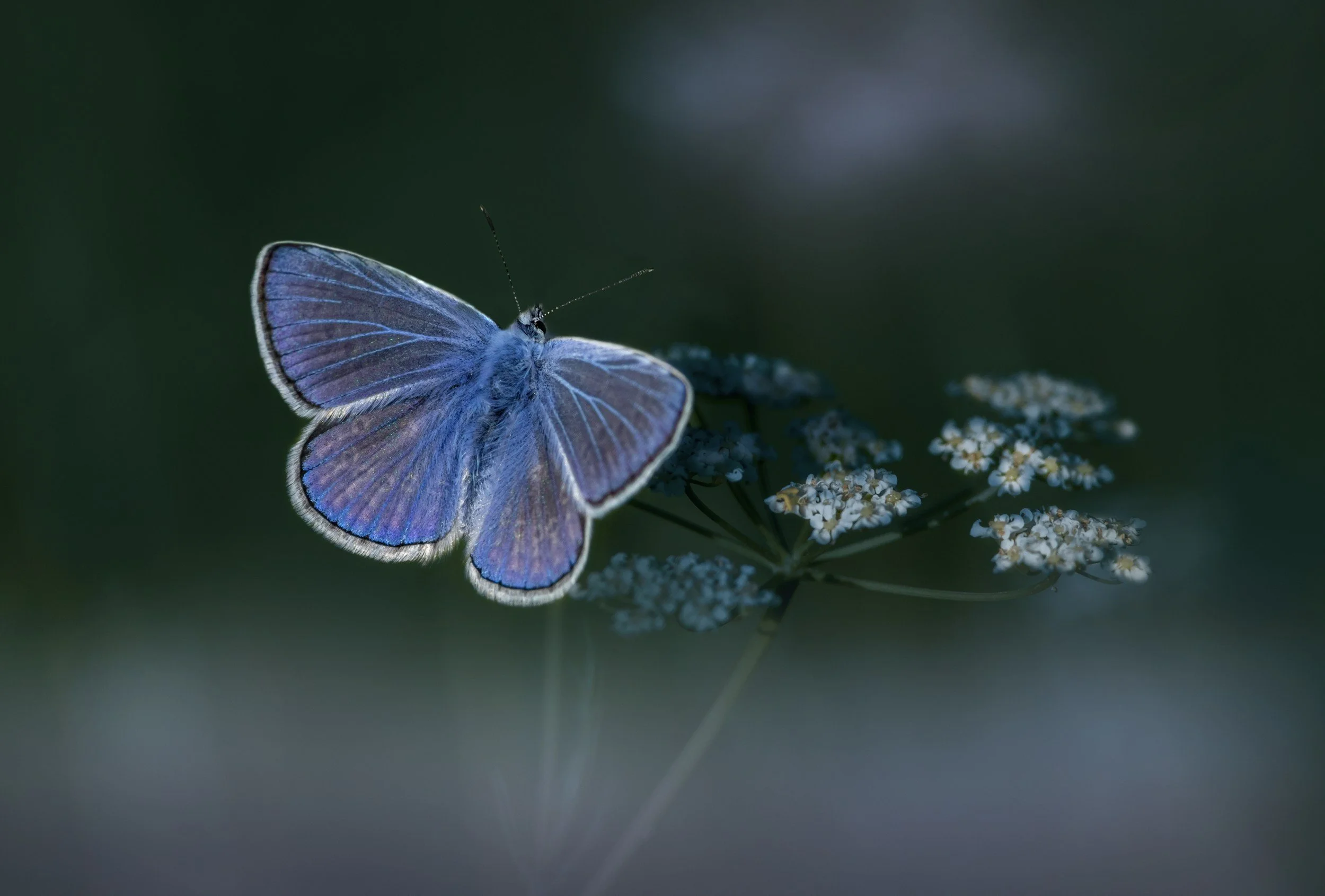 A blue butterfly perched on small white flowers with a dark green blurred background.