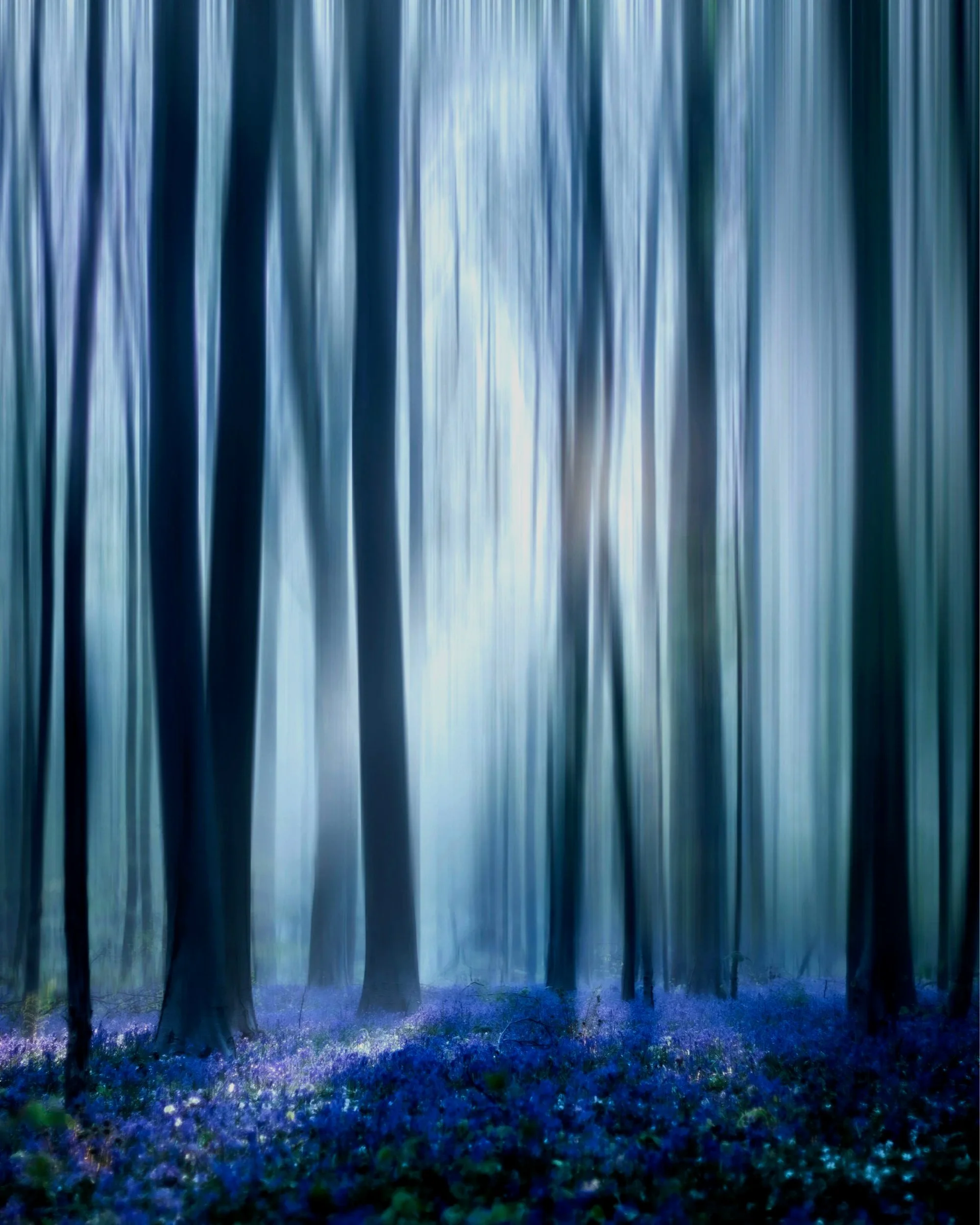 Blurry forest scene with tall trees and purple flowers covering the ground.