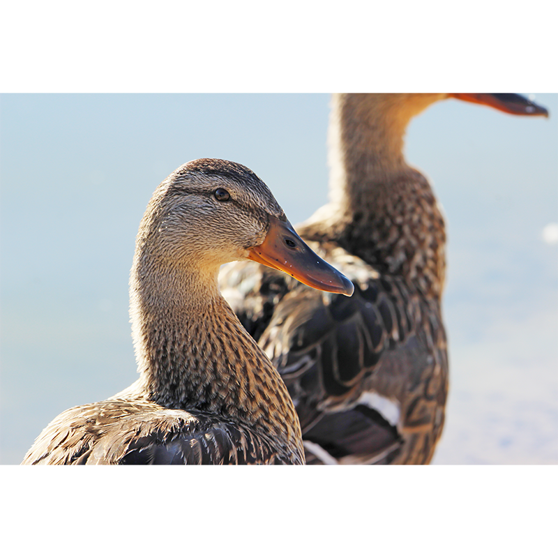 photo_011_disp.png