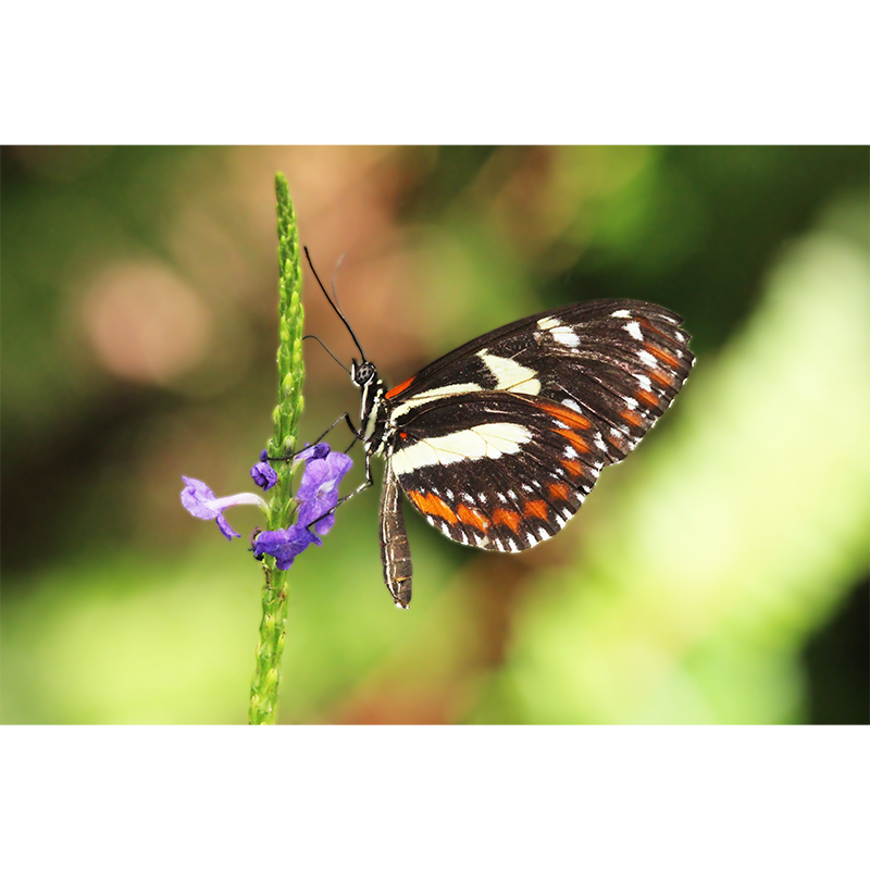 photo_006_disp.png