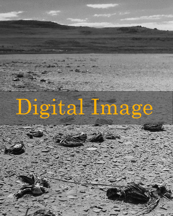 *digital* Shoreline Birds