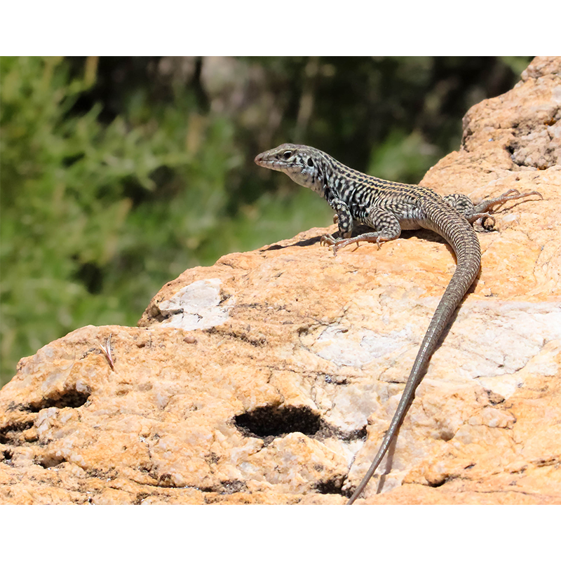 photo_007_disp.png
