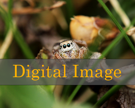 *digital* Jumping Spider