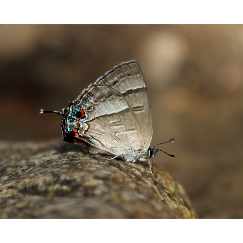 photo_009_disp.png