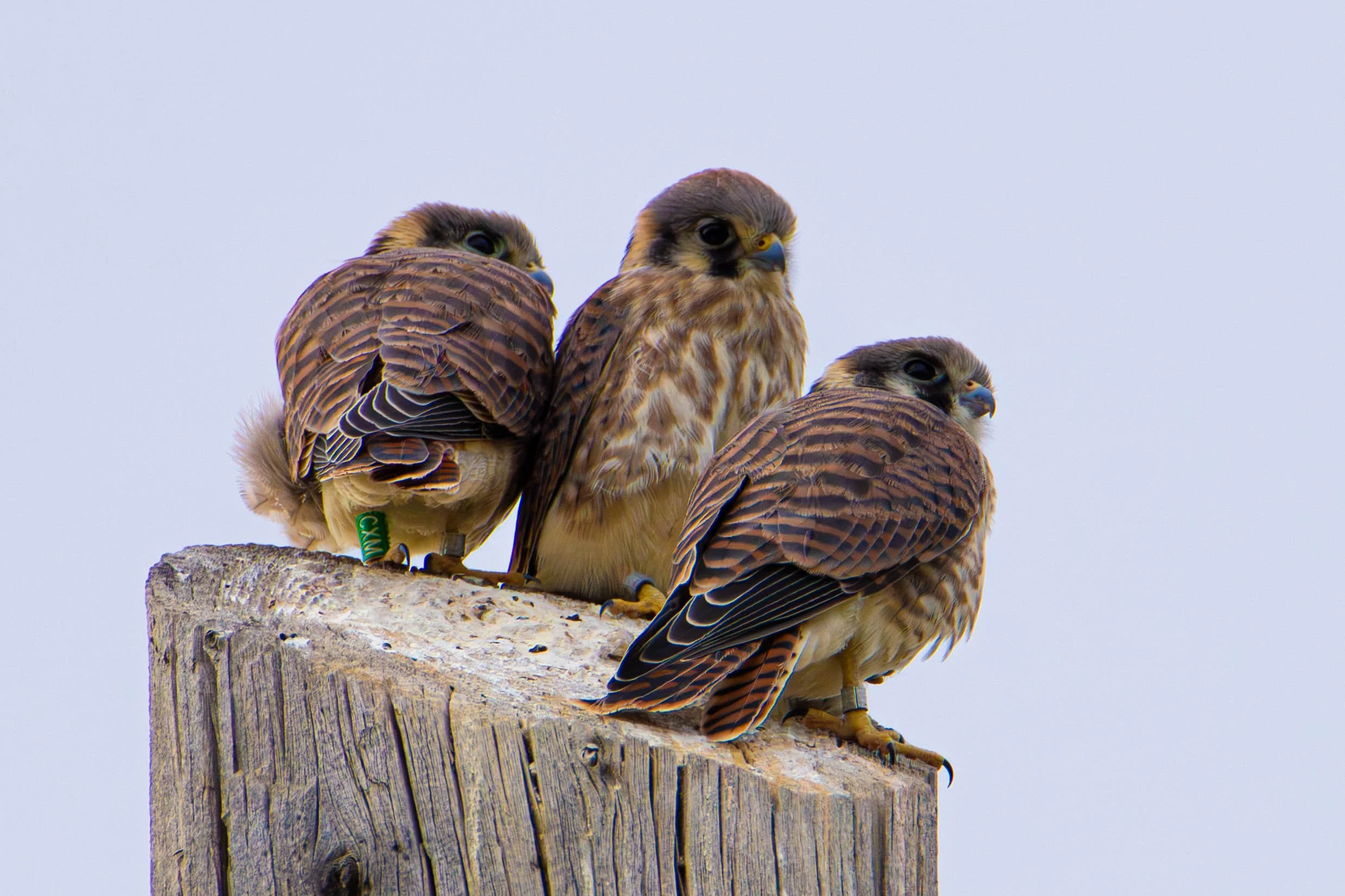 kestrel_b.jpg