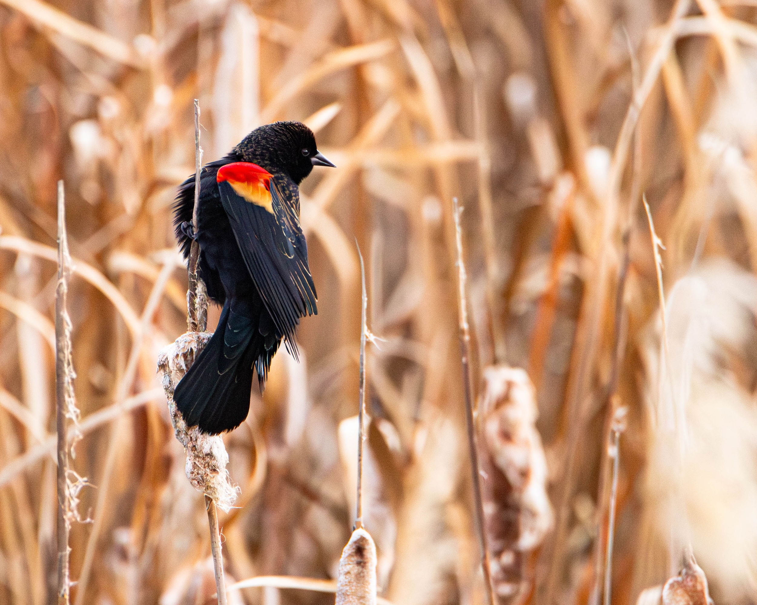 blackbird_01.png