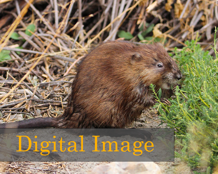*digital* Muskrat