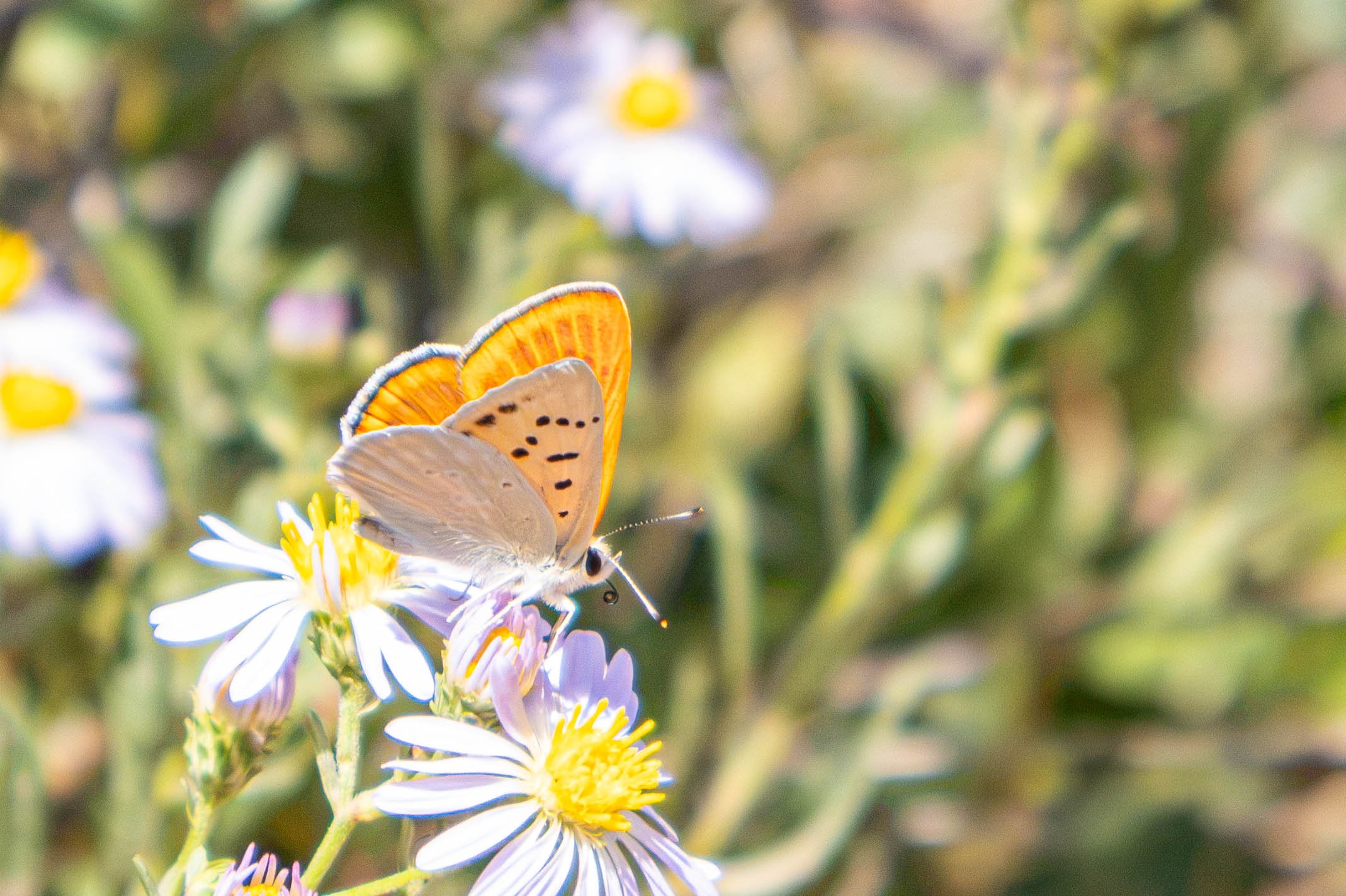 Ruddy Copper Butterfly.jpg
