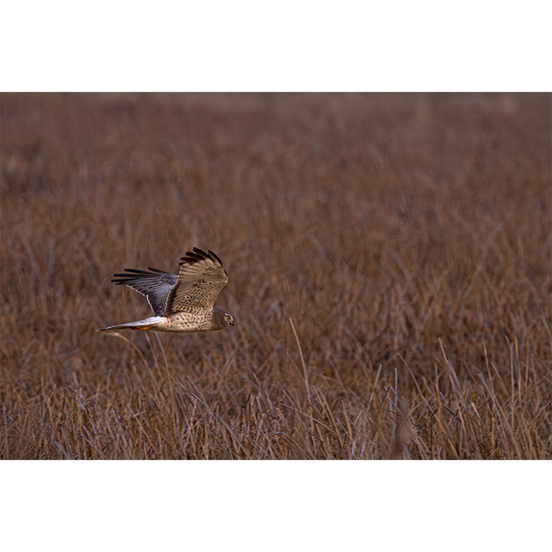photo_003_disp.png