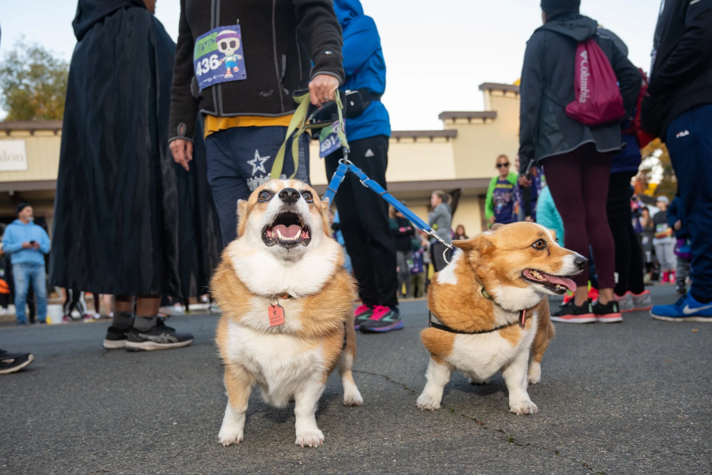 Two Corgi dogs on leashes among a crowd of people at an outdoor event.
