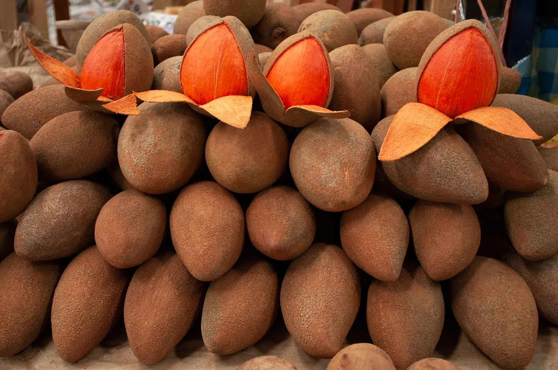 Mamey-en-temporada.jpg