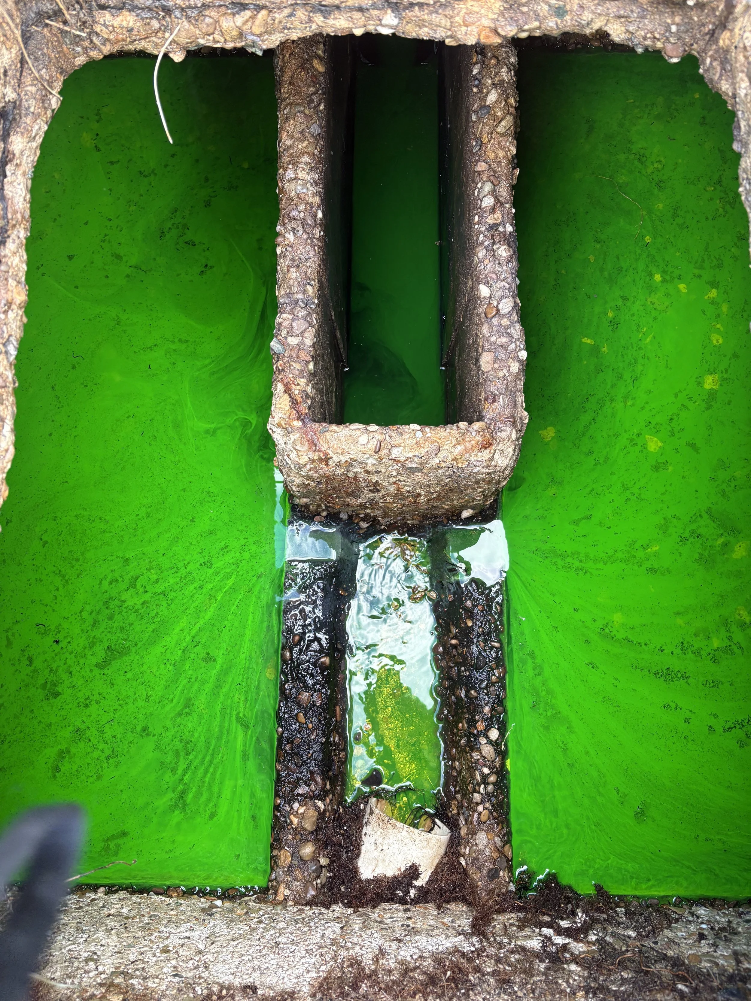 ASI performing dye test septic system