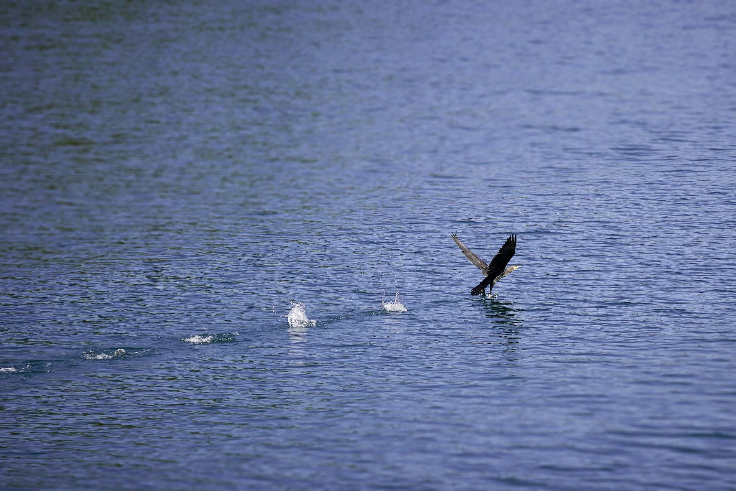 hawk eagle bird water hunting fish capture depreciation recapture