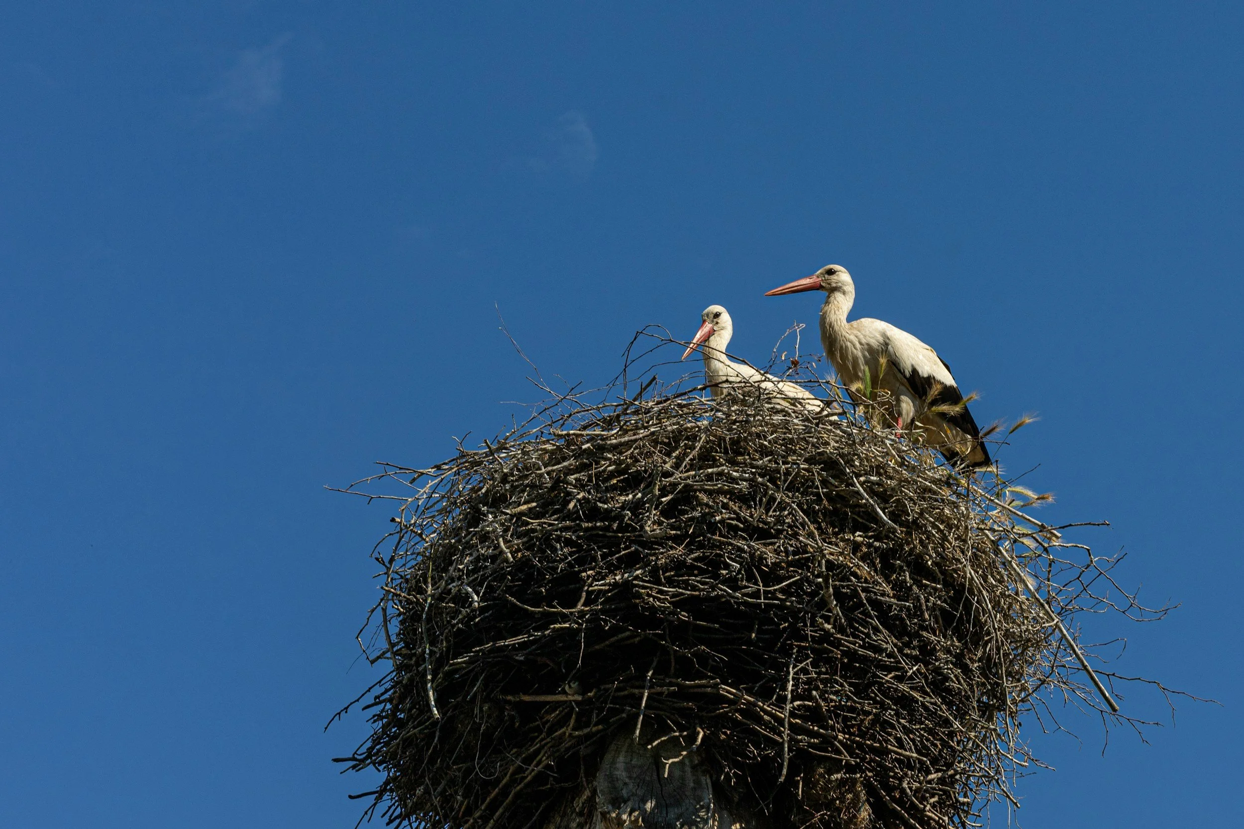 bird nest personal use home house short term rental residence