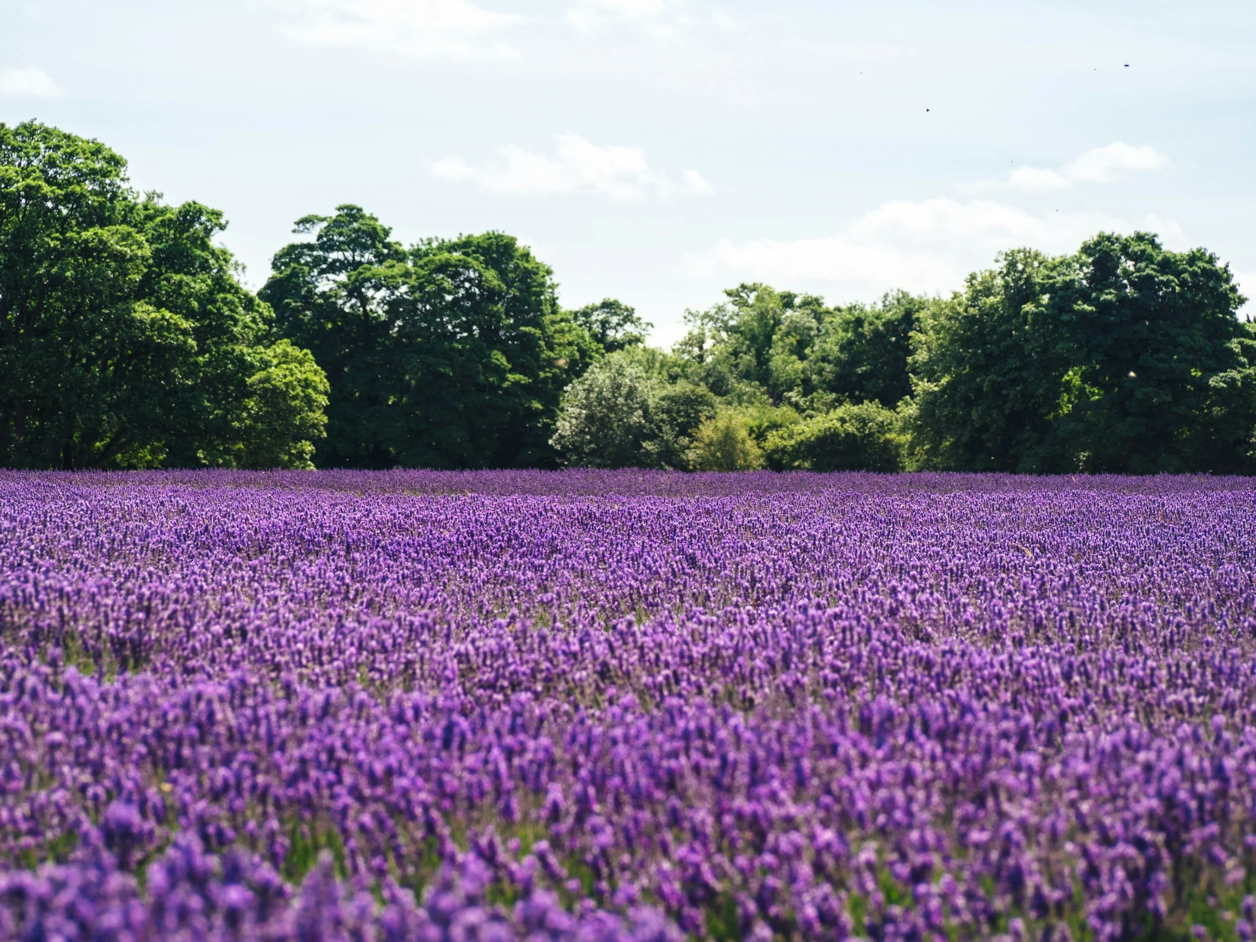 lavendar field rarity tax services contact form
