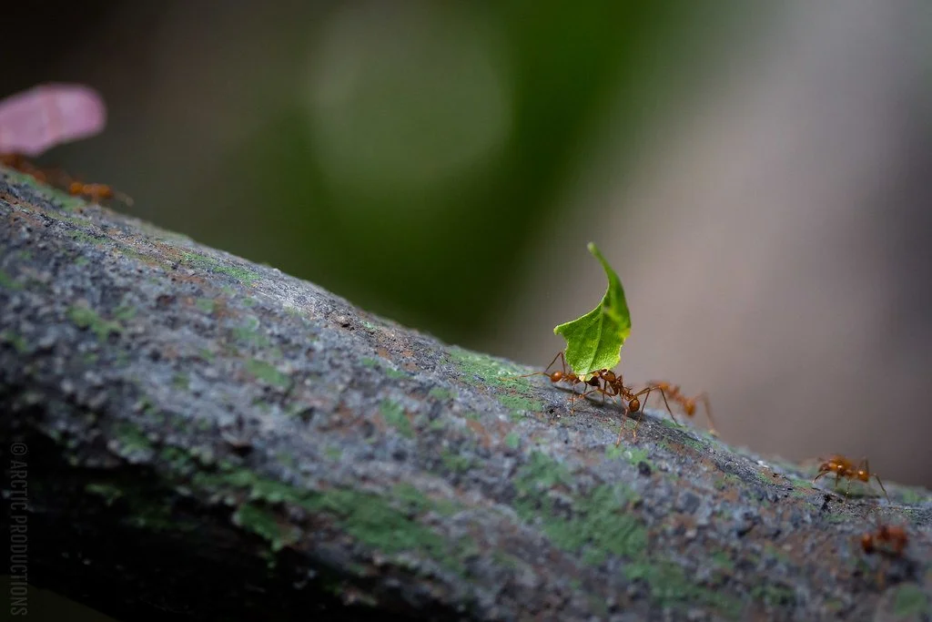leaf cutter branch log ant carry material participation