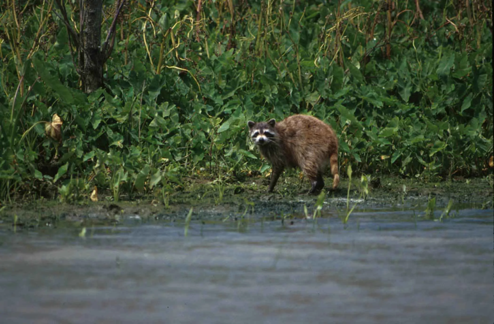 raccoon water woods nature theif capture depreciation recapture rental property