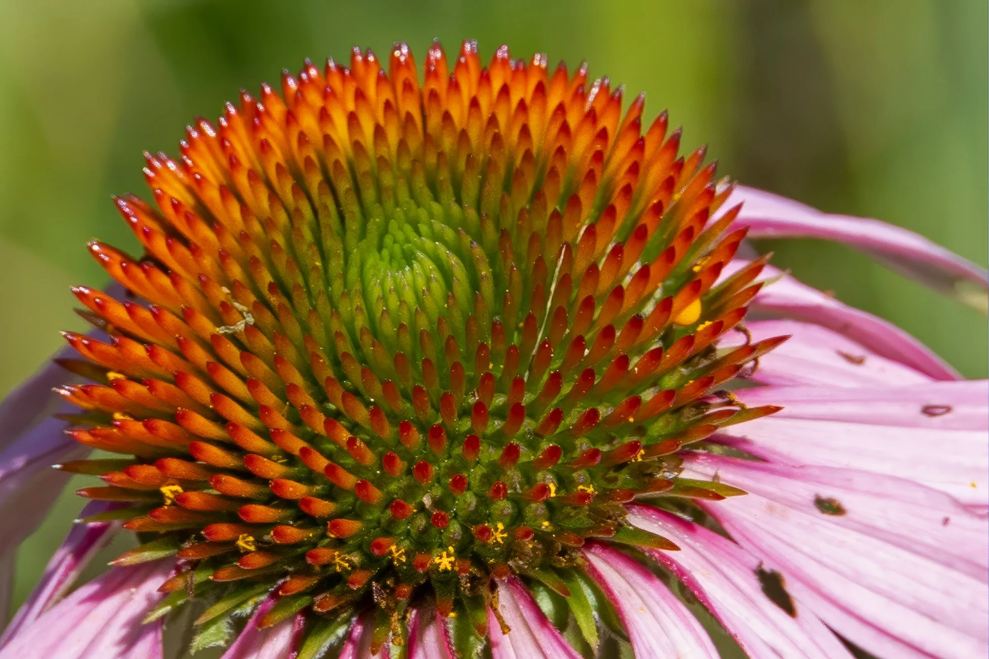 Look What They Crush Under Their Monstrous Heels!