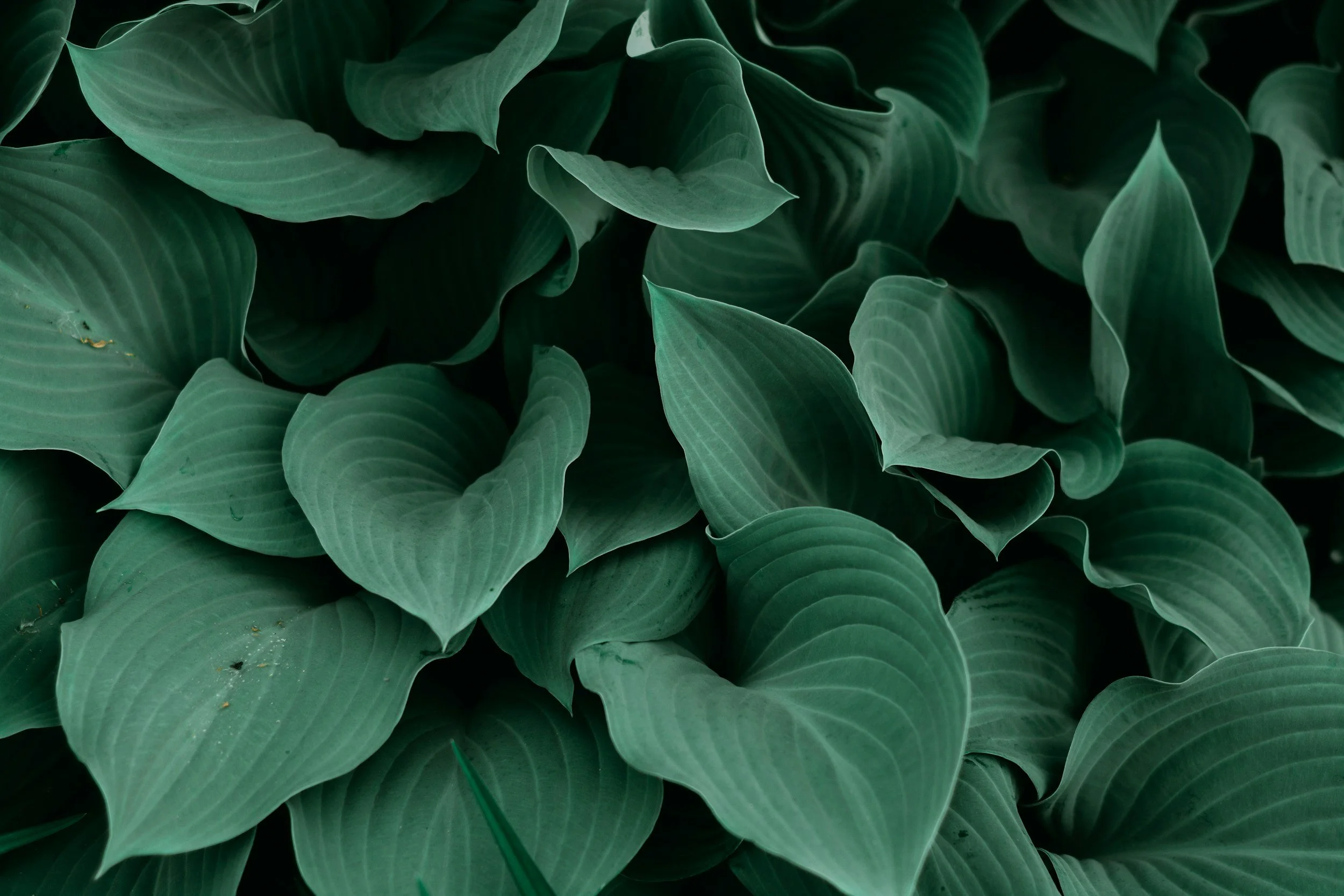 Close-up view of green Hosta plant leaves with prominent veins.