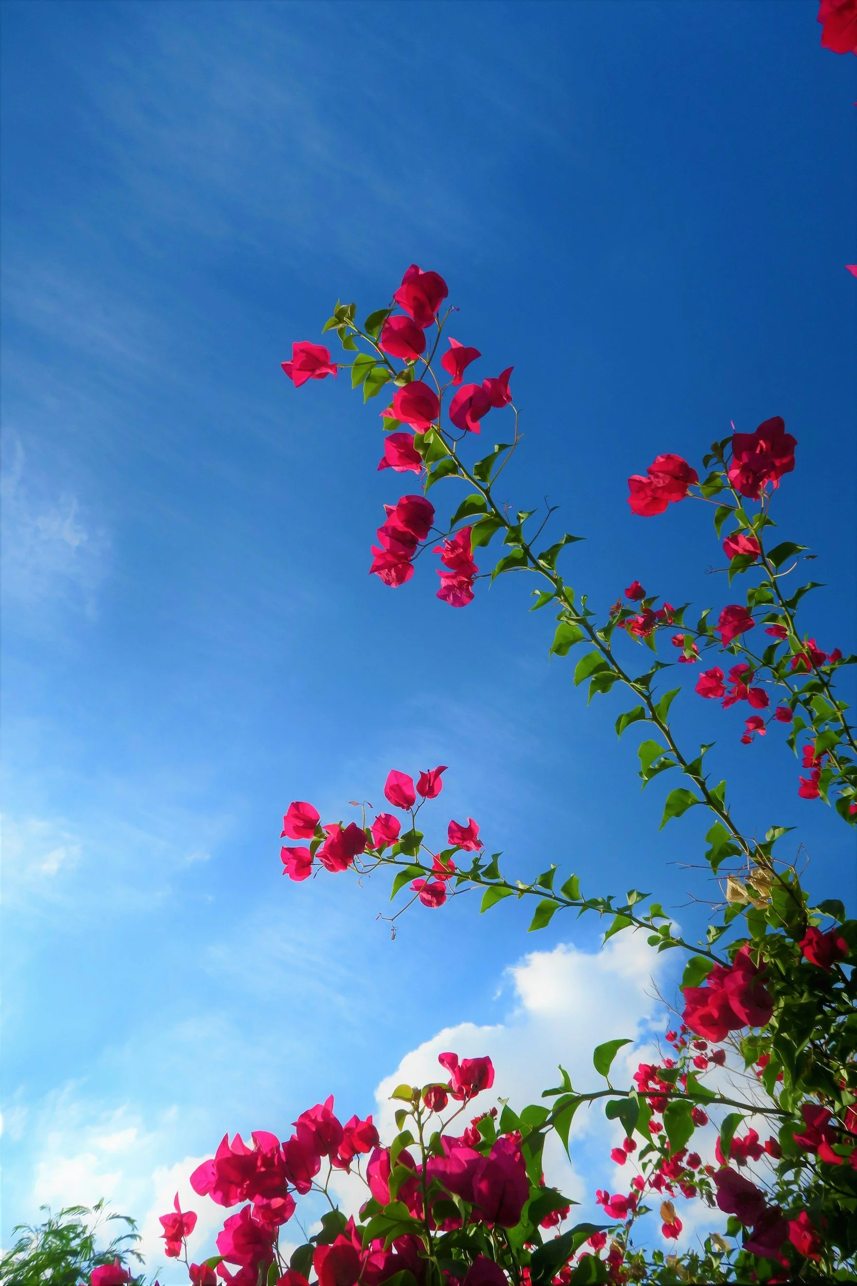Pink bougainvillea flowers against a bright blue sky with wispy clouds.