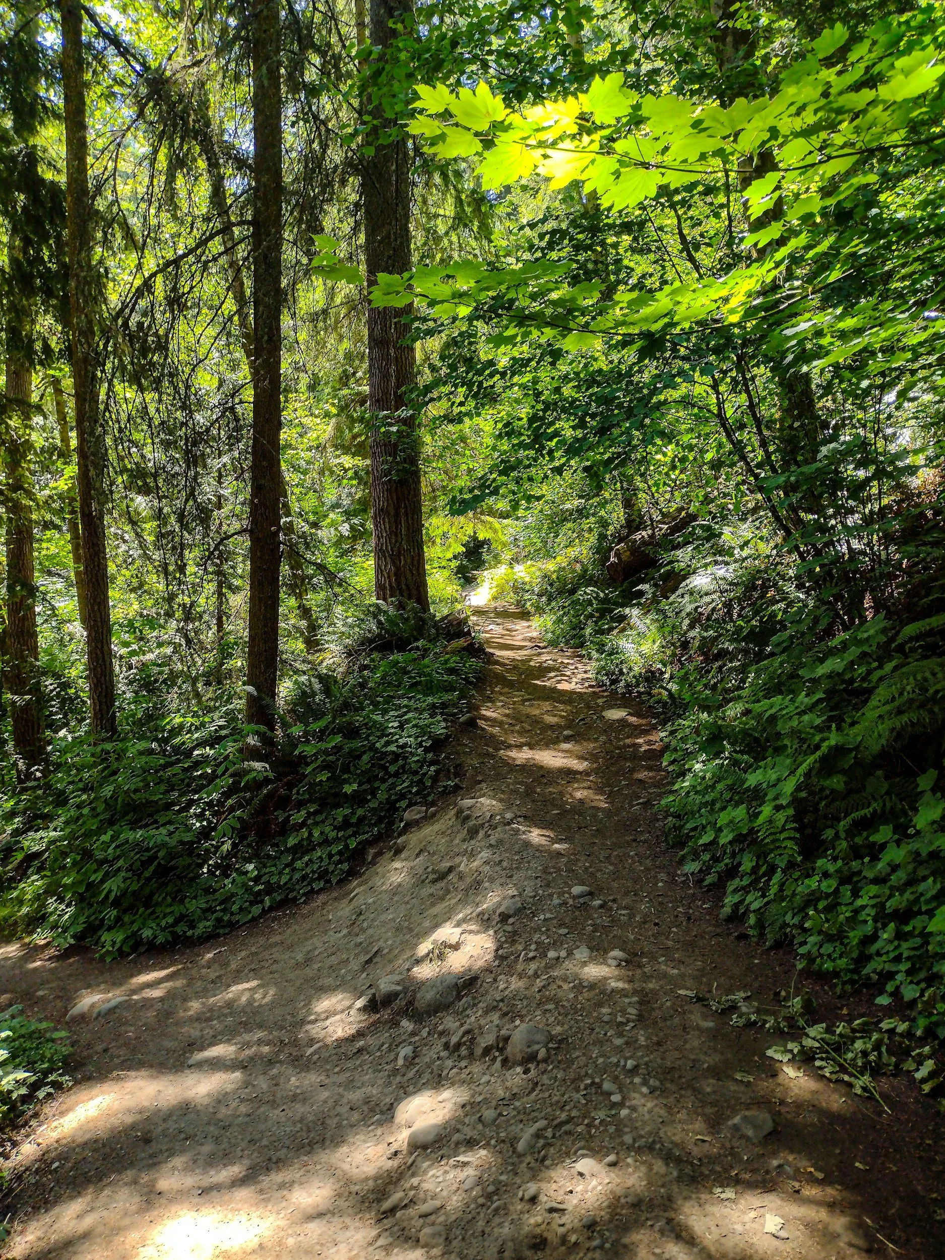 A dirt trail winding through a densely wooded forest with tall trees and green foliage, with sunlight filtering through the leaves.