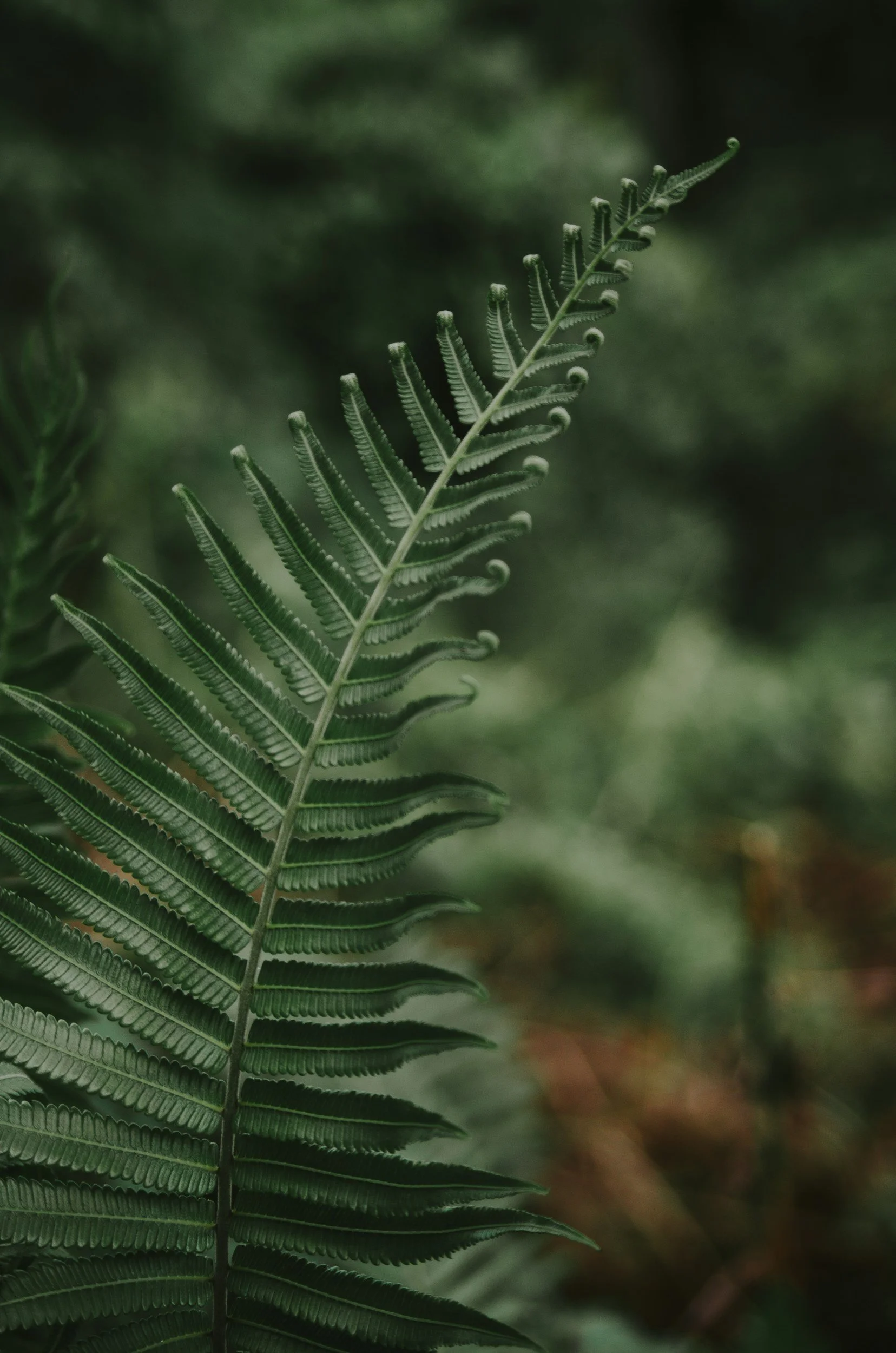 Close-up of a green fern leaf in a shaded forest setting.