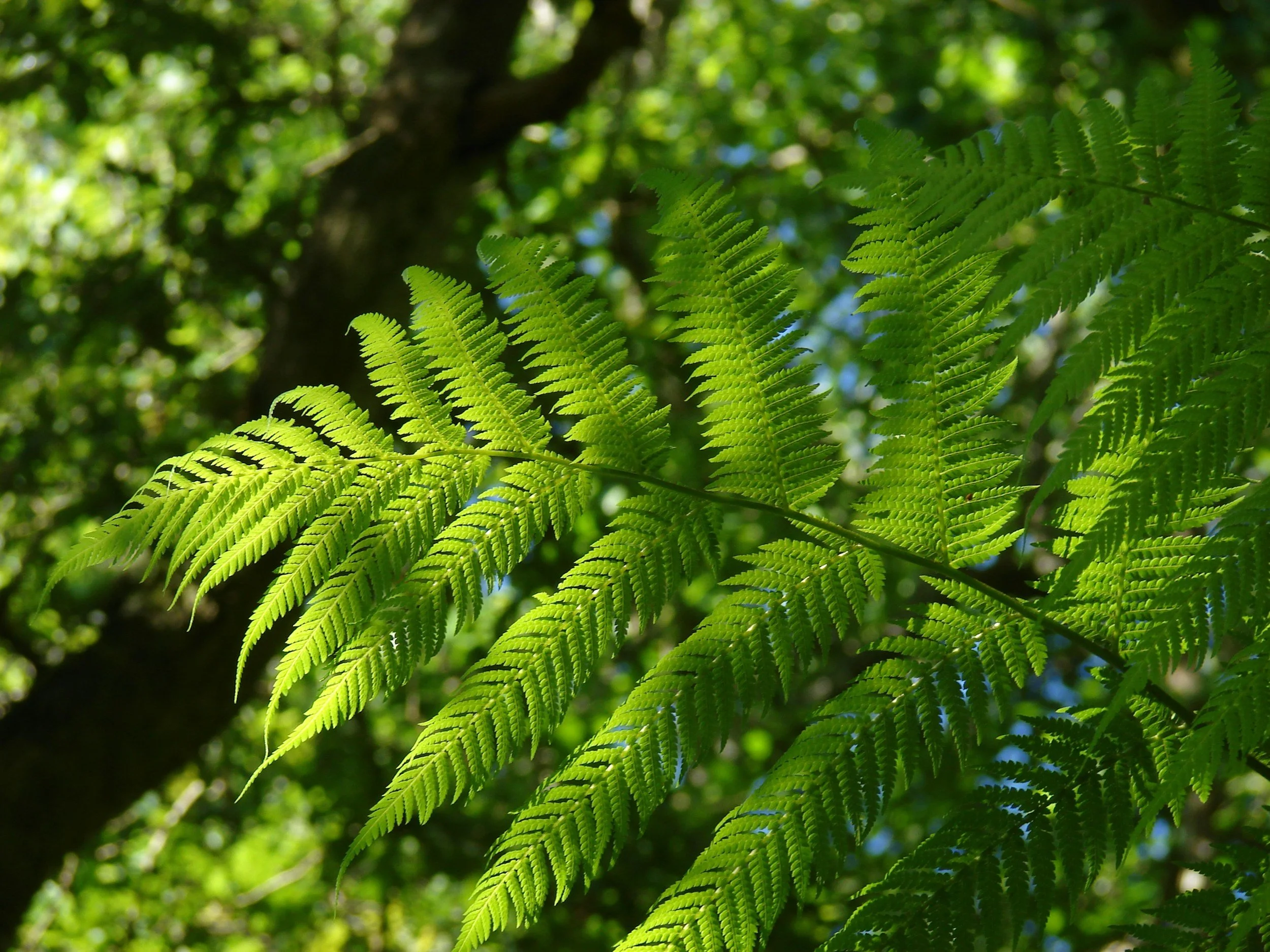 Close-up of green fern leaves with sunlight filtering through.