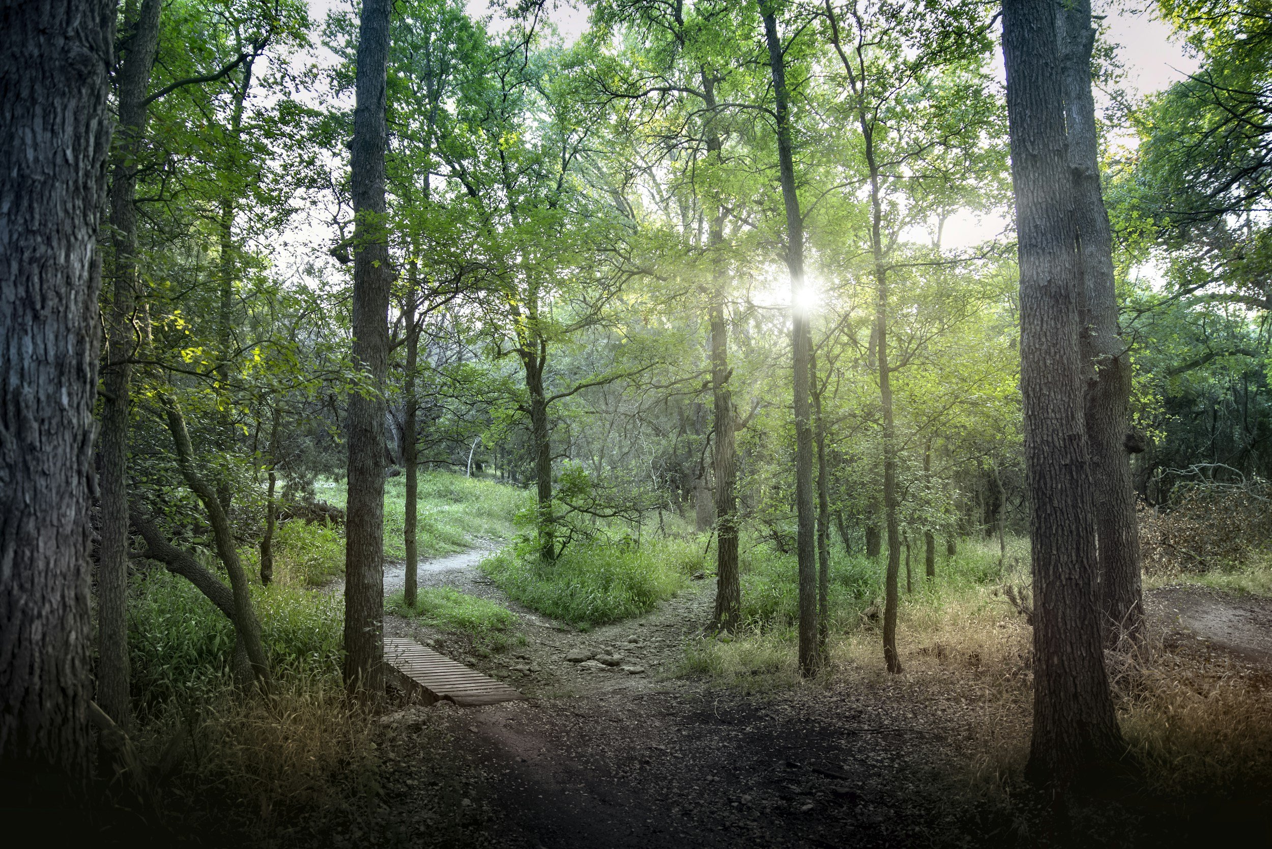 A dense green forest with tall trees and a dirt trail, with sunlight shining through the canopy.