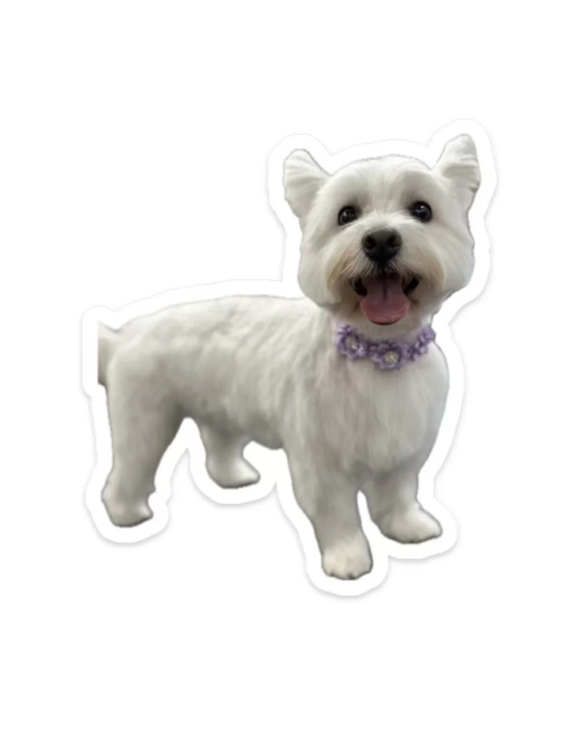 Westie.jpeg