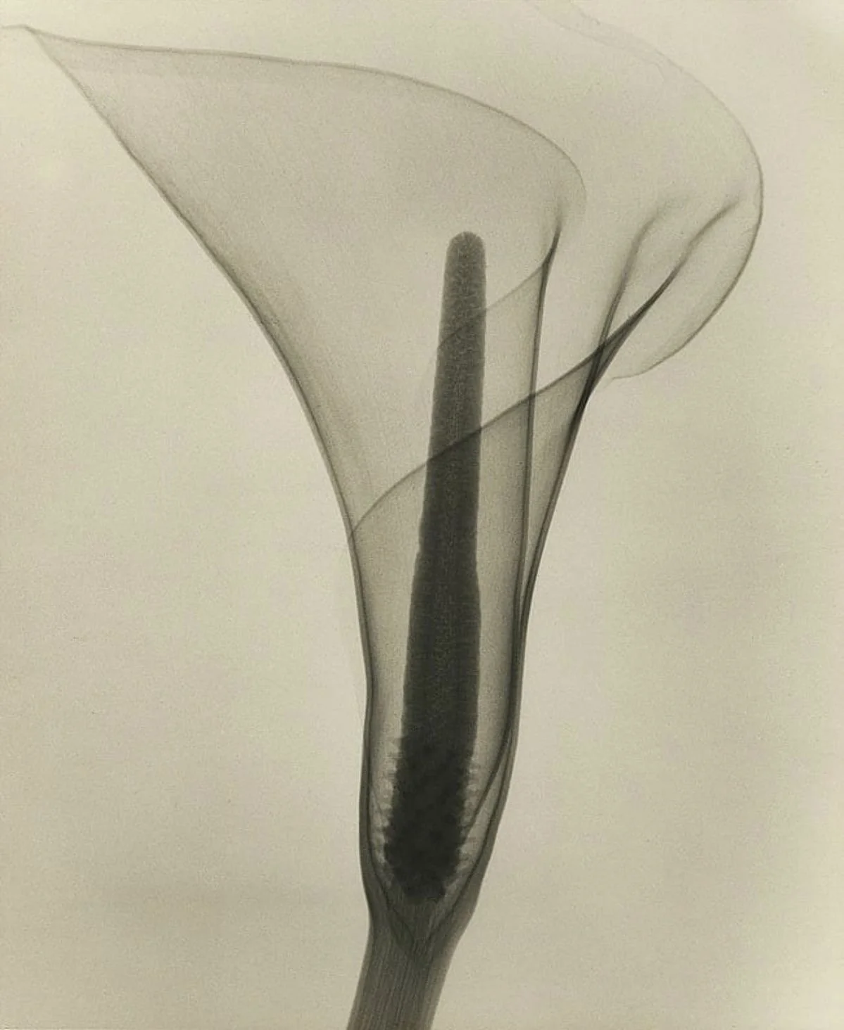 Kala Lily Flower in transleucent imaging, revealing the integrity of its biology.