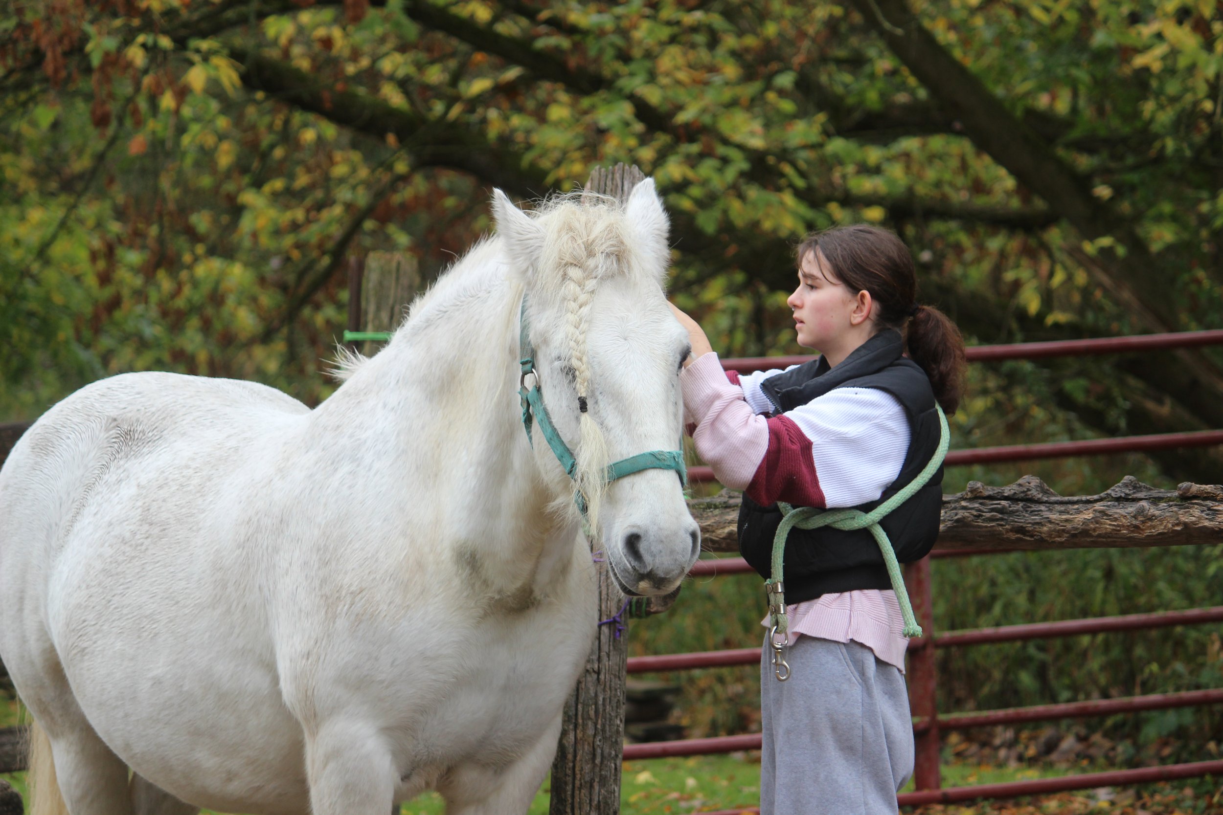 A girl touching a white horse's face outdoors during autumn.