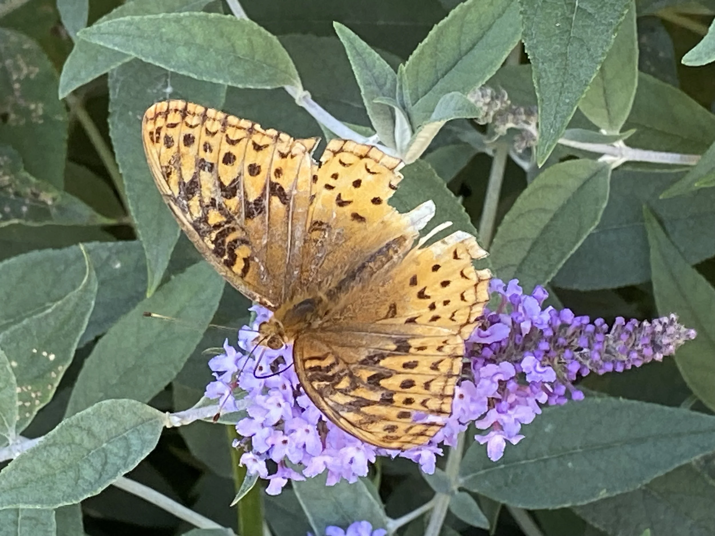 A butterfly with orange and black patterned wings perched on a purple flower amidst green leaves.