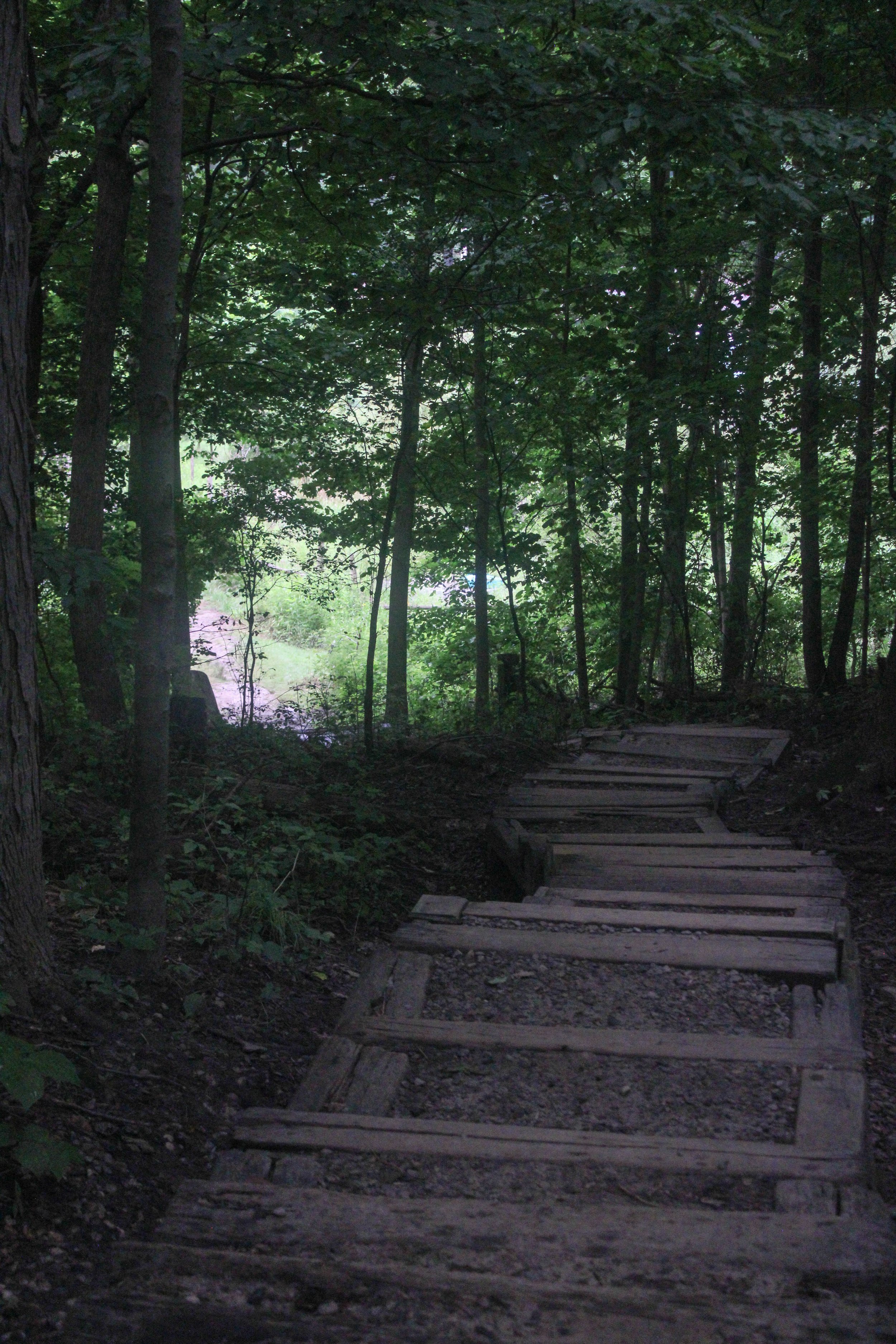 A dirt trail with wooden steps winding through a dense green forest.