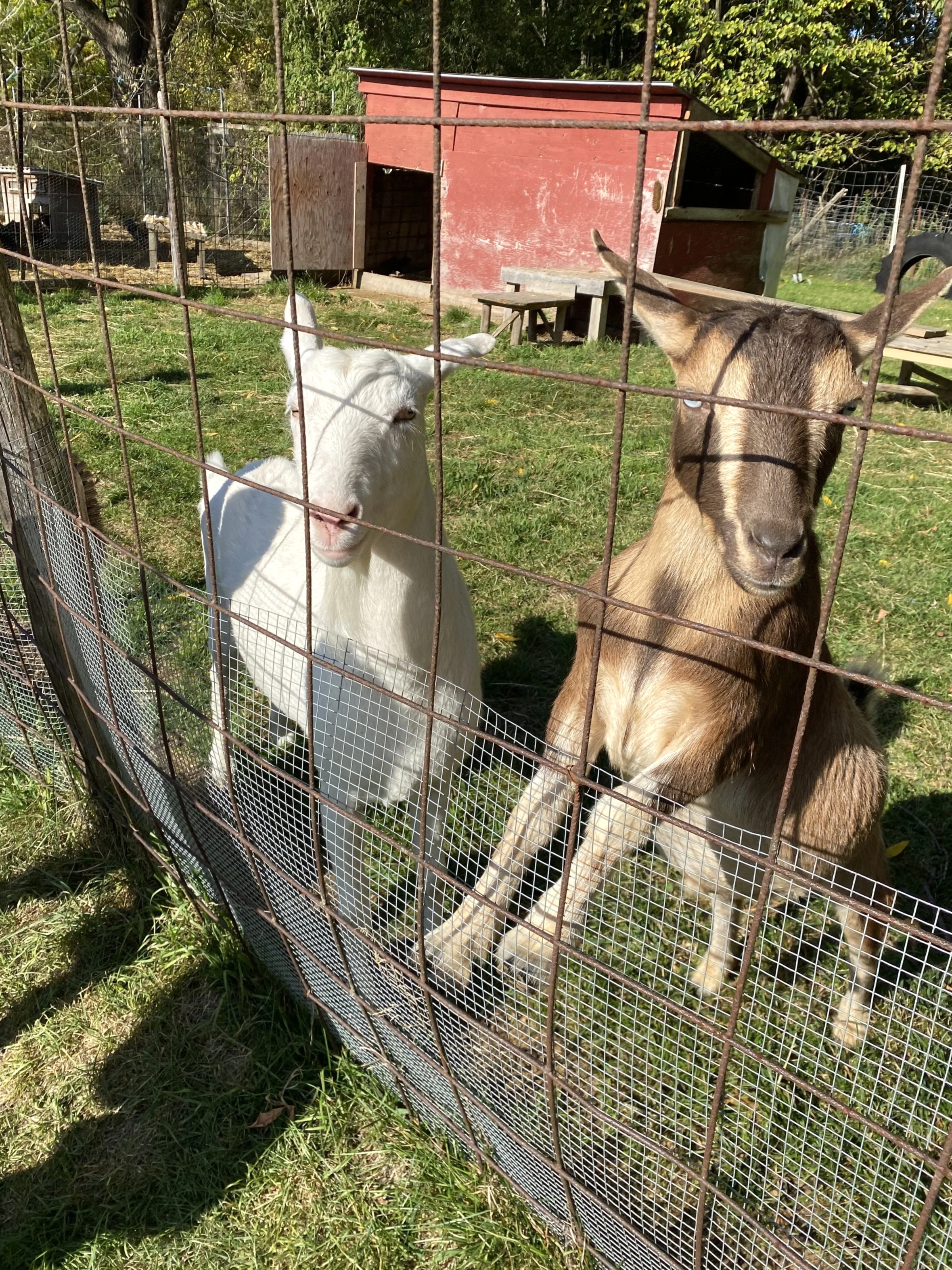 A white goat and a brown goat standing behind a wire fence on grass with a red wooden shelter in the background.