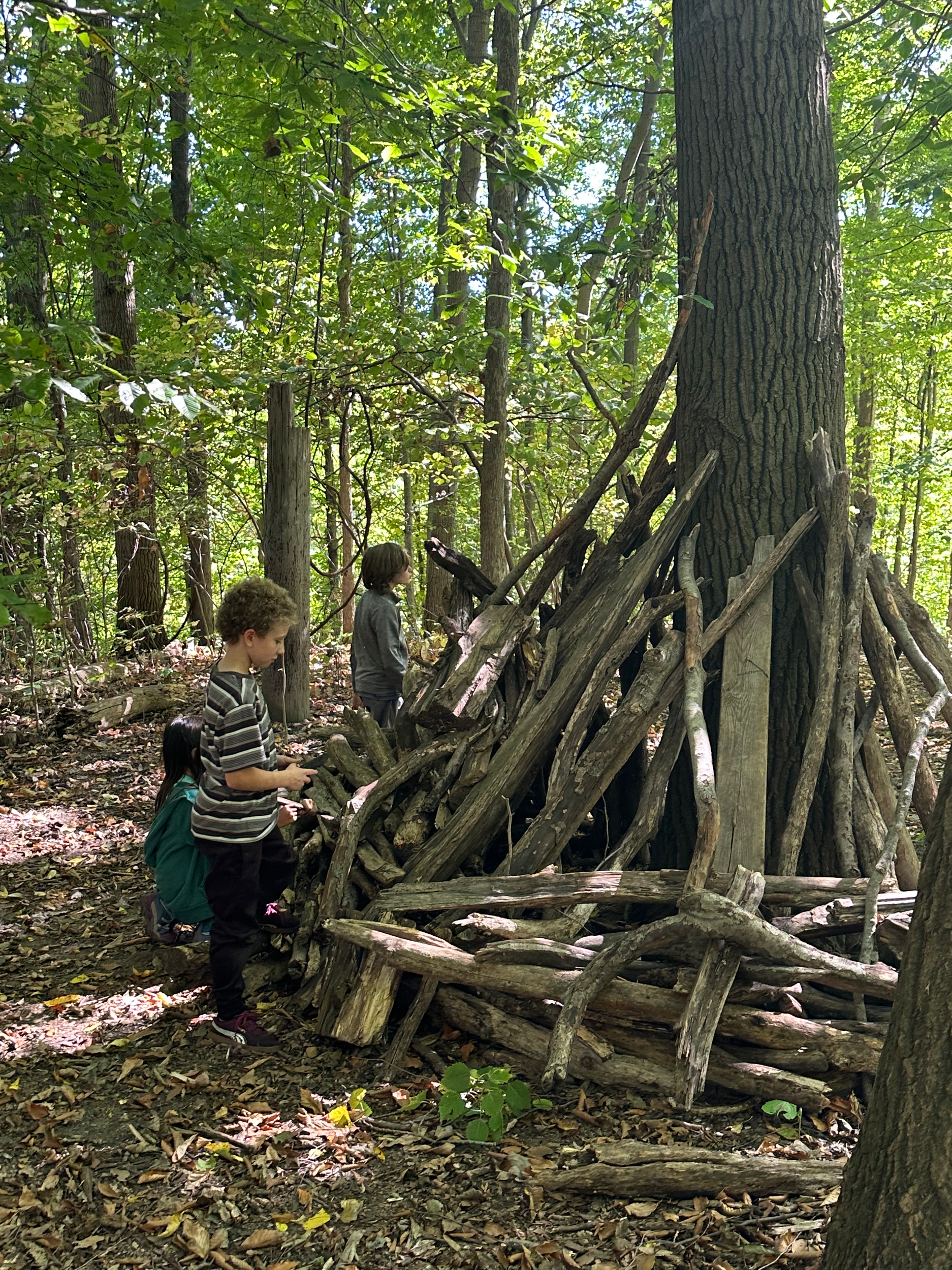 Children exploring a wooded area with fallen branches and leaves, surrounded by tall trees and dense greenery.