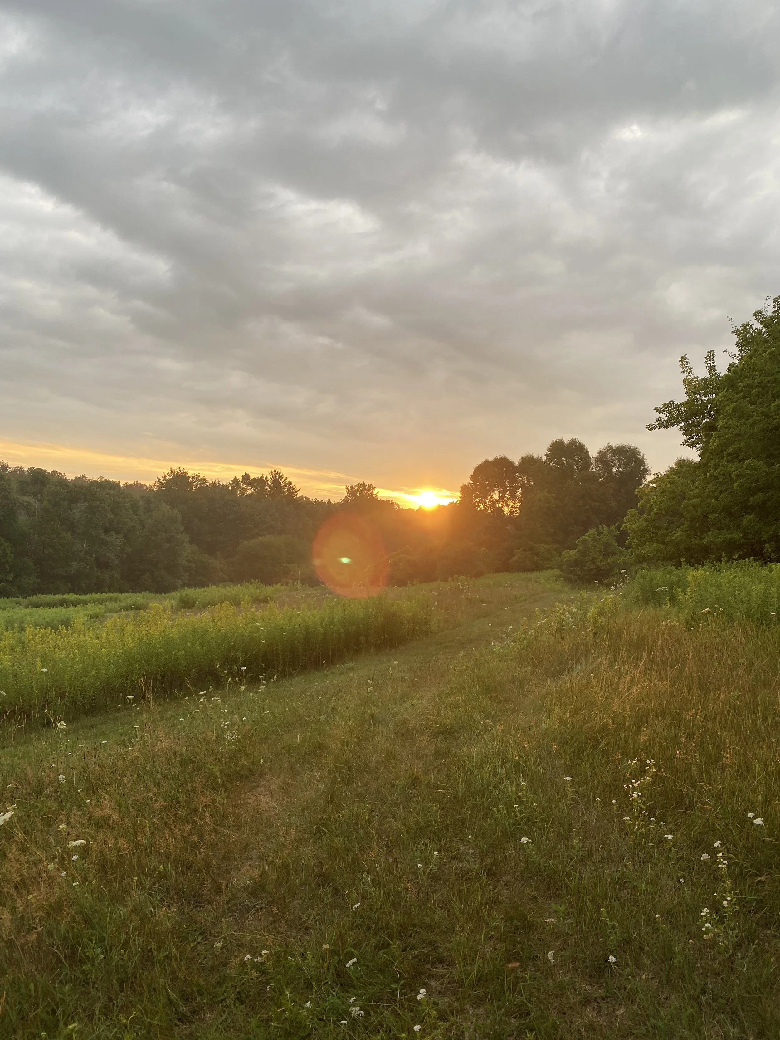 A field with green grass and small white flowers, trees on both sides, and a sunset behind the horizon with gray clouds overhead.