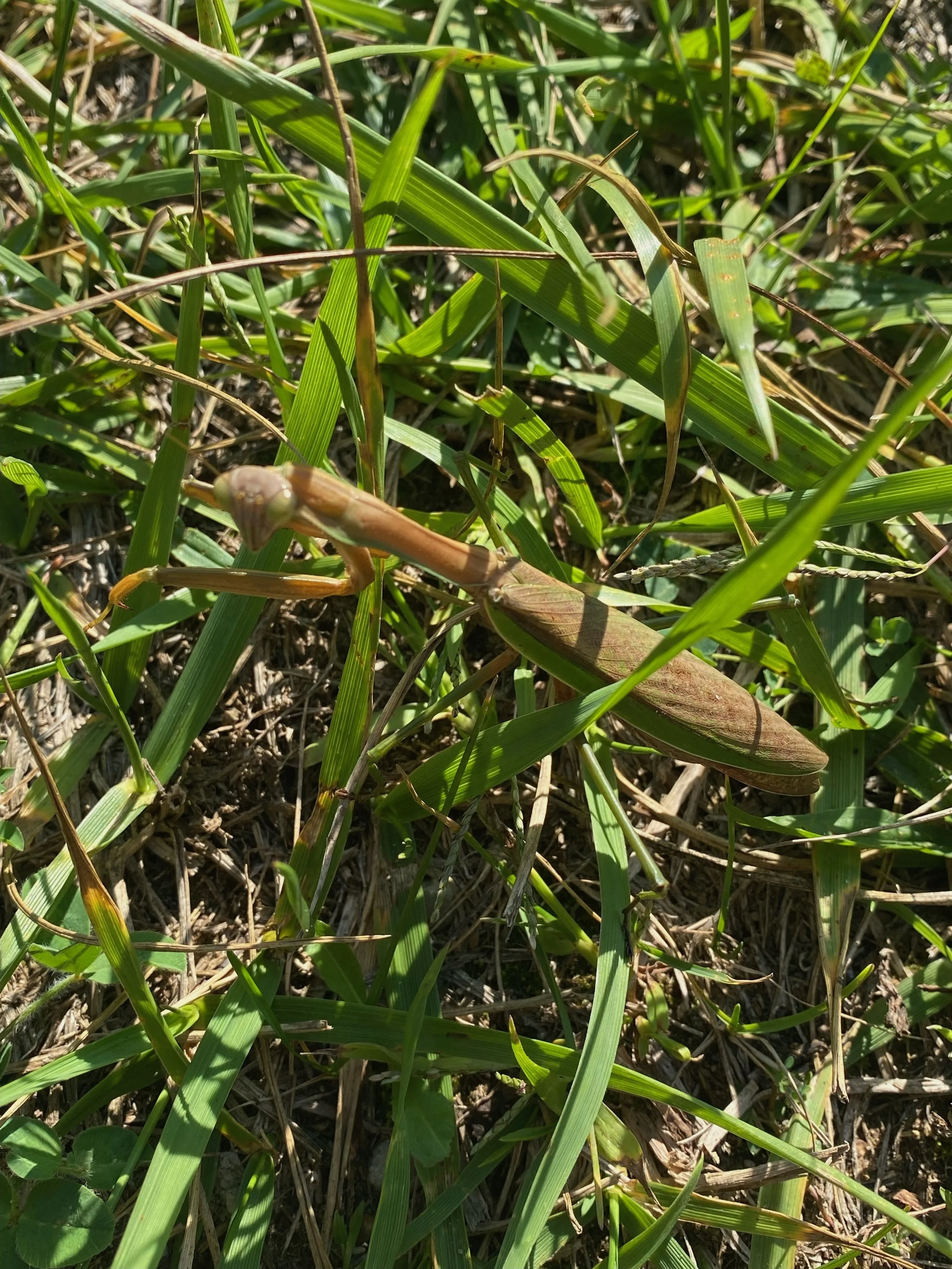 A grasshopper camouflaged in green and brown blends with grass and dirt.