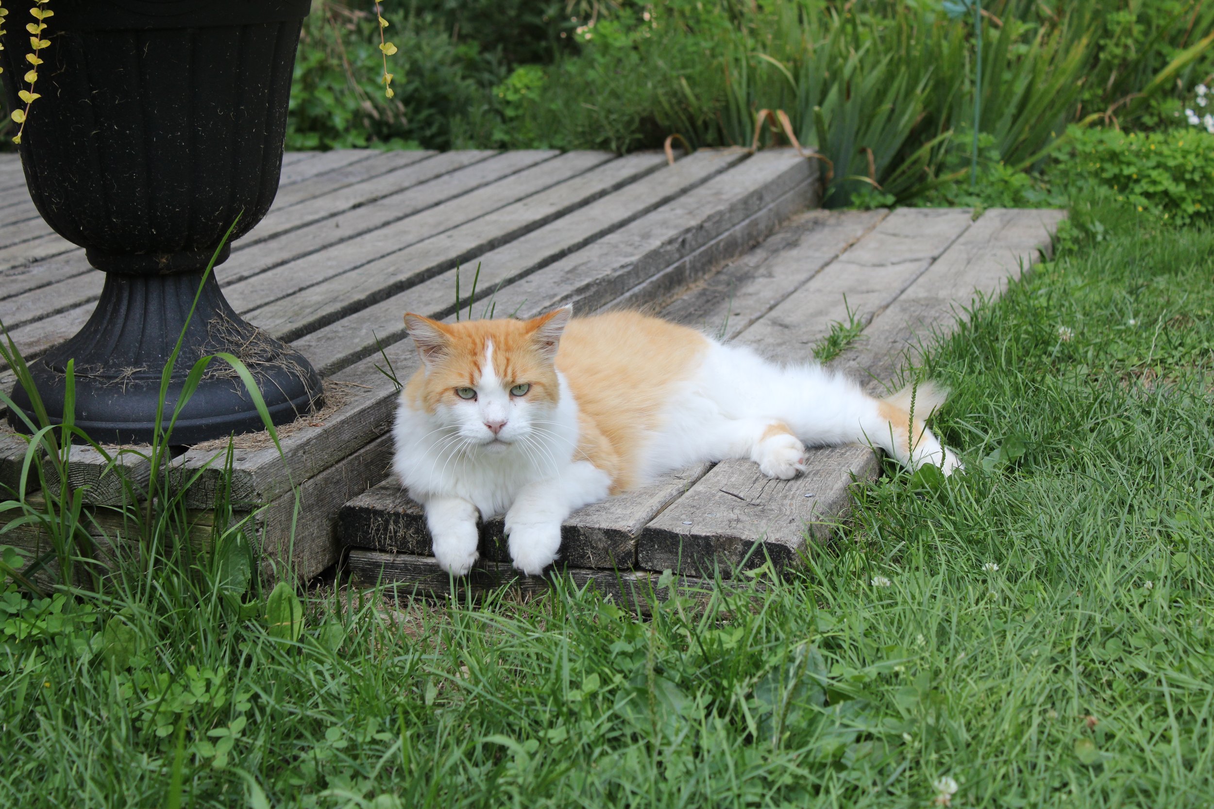 An orange and white long-haired cat lying on a wooden porch surrounded by green grass and plants.