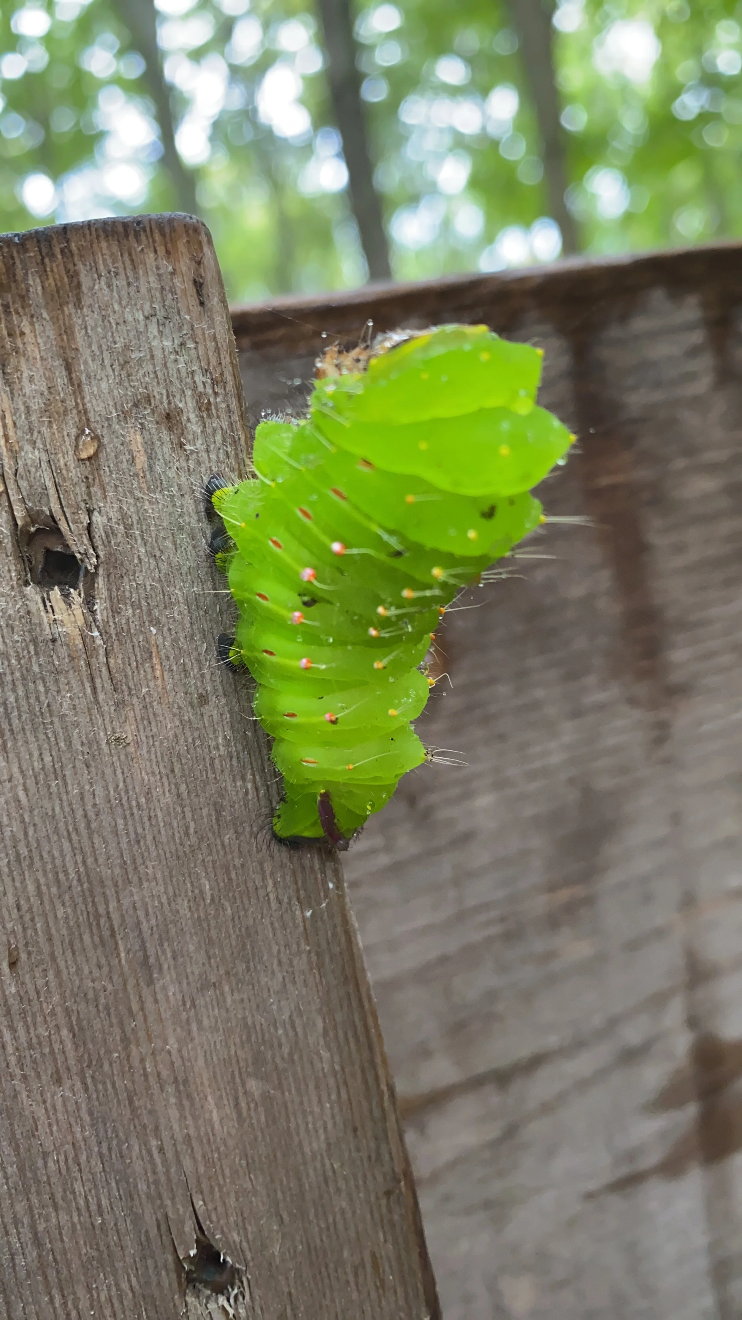 A bright green caterpillar with red and white dots on a wooden surface.