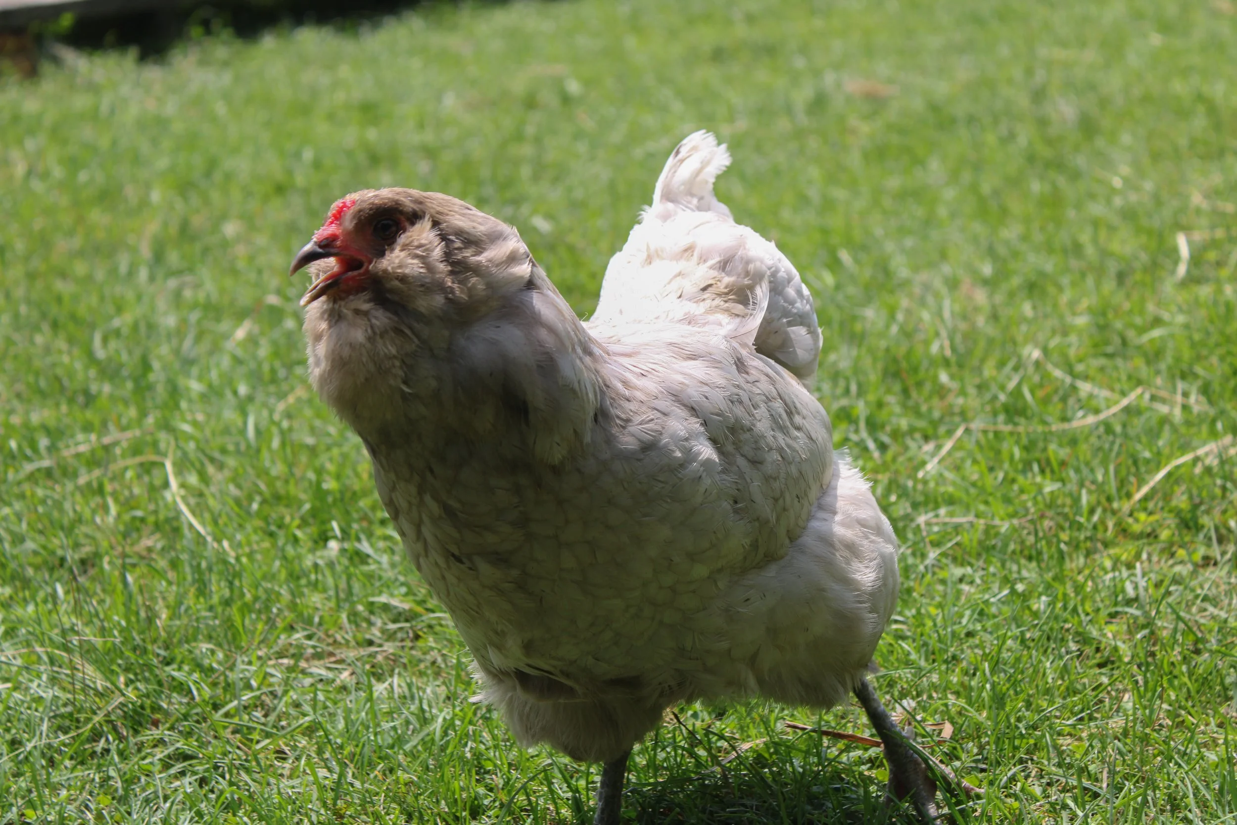 A chicken standing on green grass, facing slightly to the left, with its beak open.