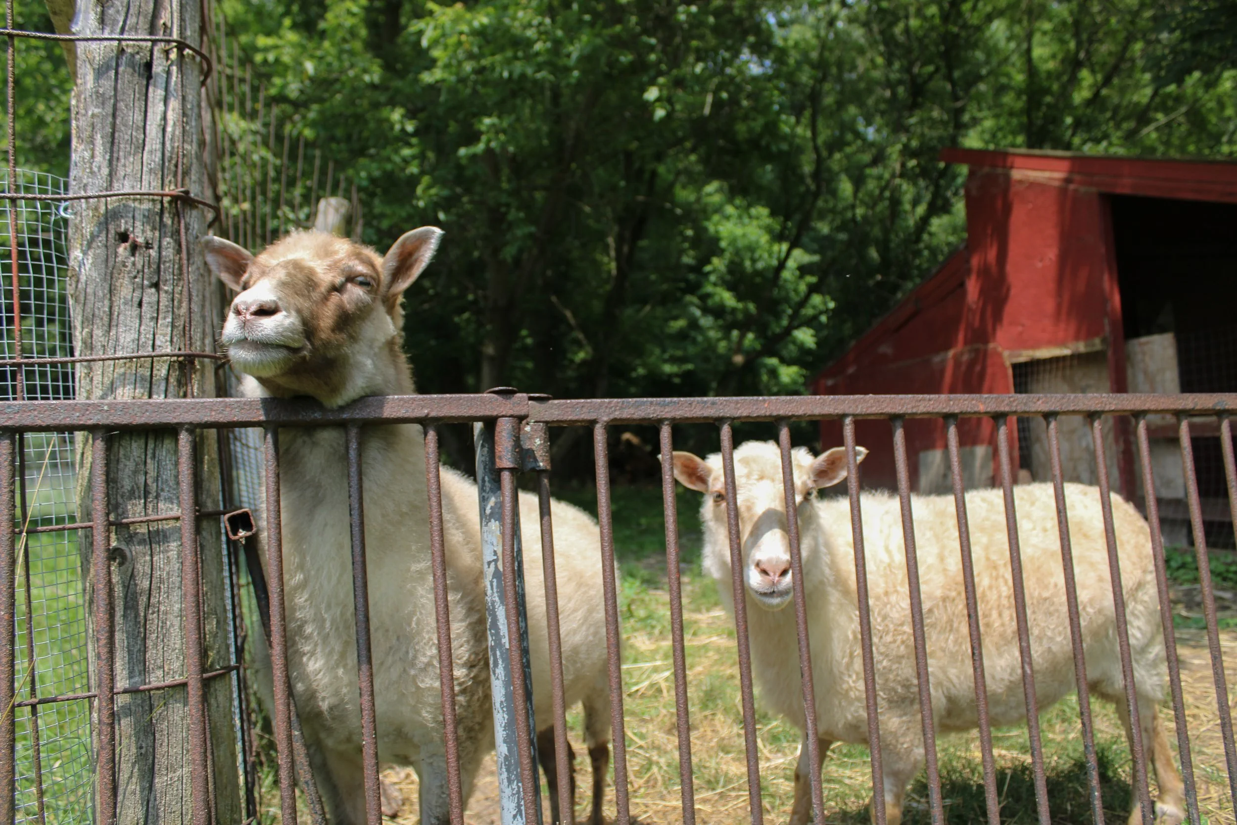 Two sheep behind a rusty metal fence, with one sheep resting its head on a wooden post, and a red barn in the background, surrounded by green trees.