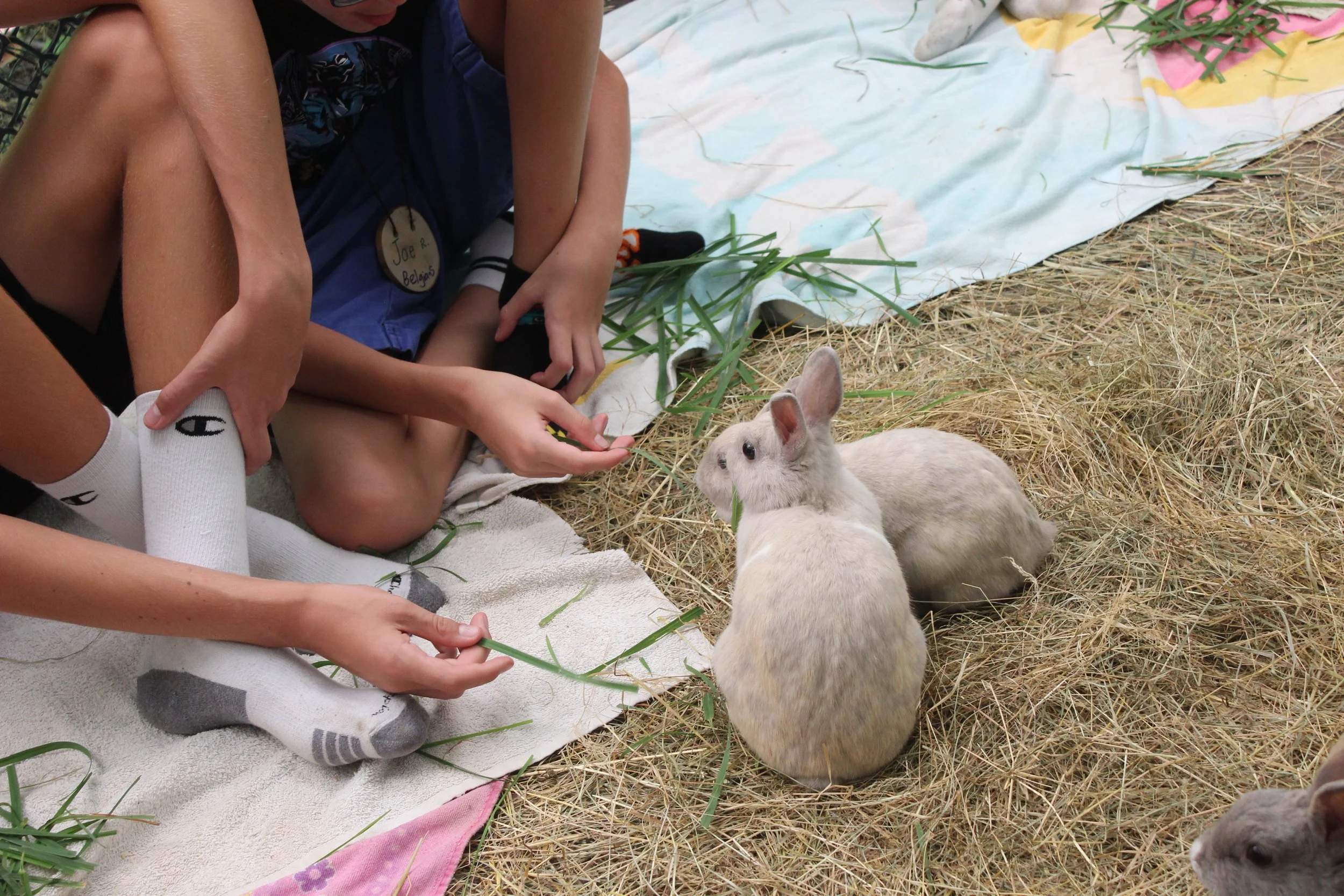 Kids feeding rabbits on a bed of straw and grass, with a blanket and towel nearby.